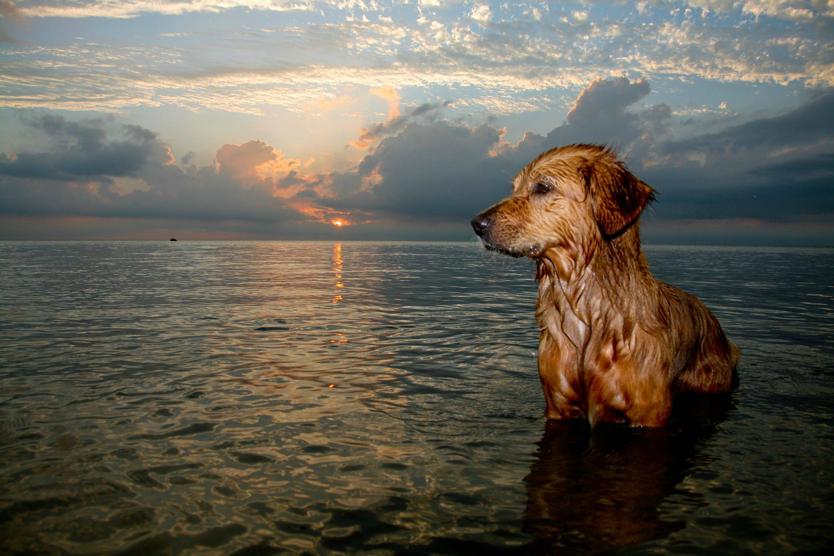 Téléchargez gratuitement l'image Animaux, Chiens, Chien sur le bureau de votre PC