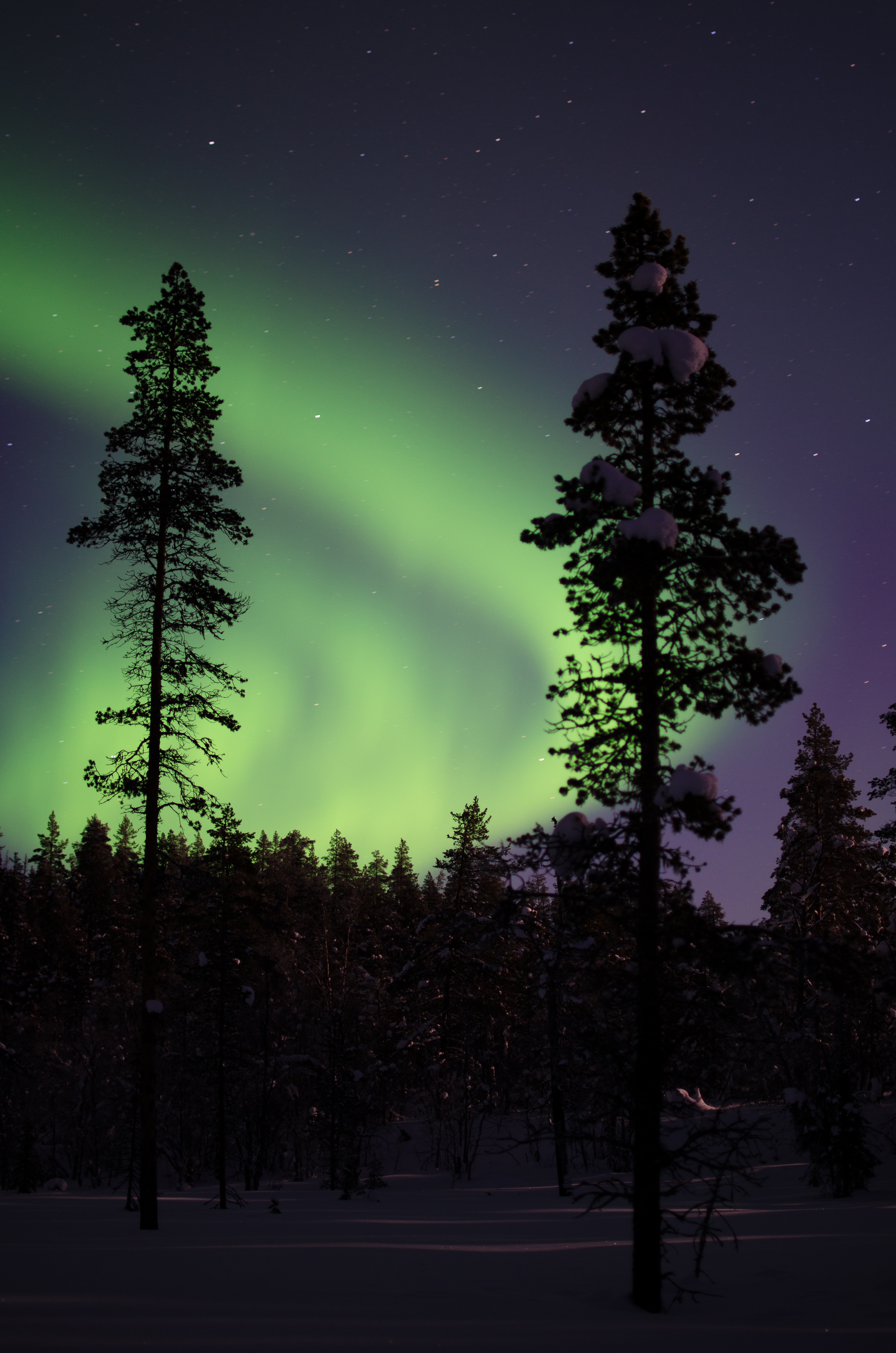 aurora borealis, aurora, snowbound, nature, trees, night, snow, forest, snow covered, northern lights