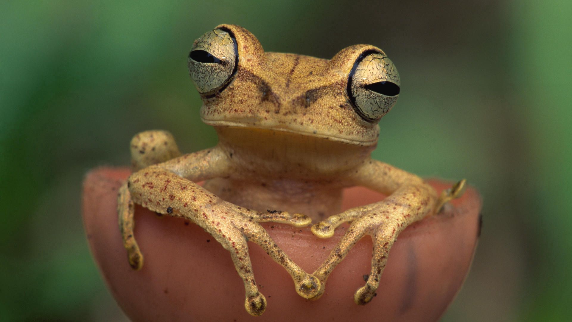 Free download wallpaper Frog, Animals, Color, Eyes on your PC desktop