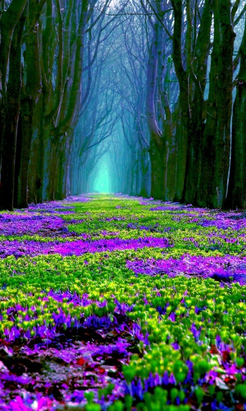 Скачать картинку Цветок, Лес, Дерево, Весна, Пурпурный, Земля/природа в телефон бесплатно.