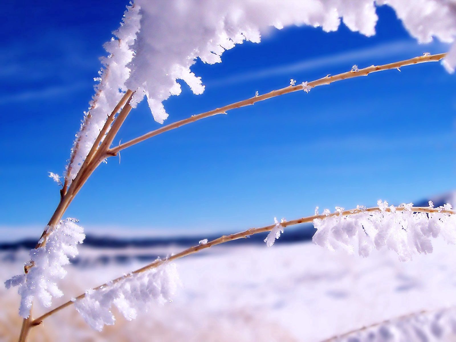 grass, sky, snow, blue, macro, branches, sticks, stick