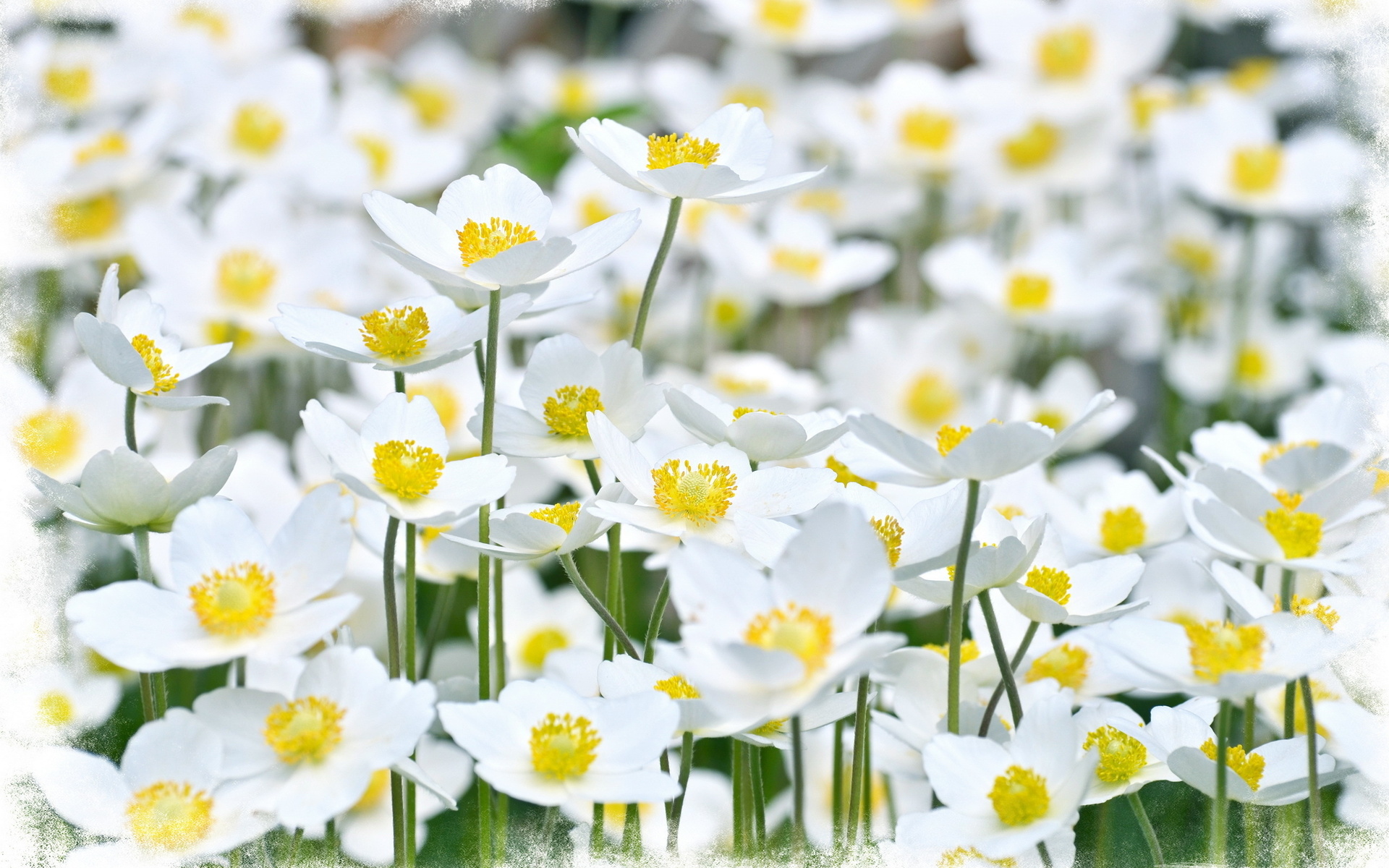 Téléchargez gratuitement l'image Fleurs, Fleur, Terre/nature sur le bureau de votre PC