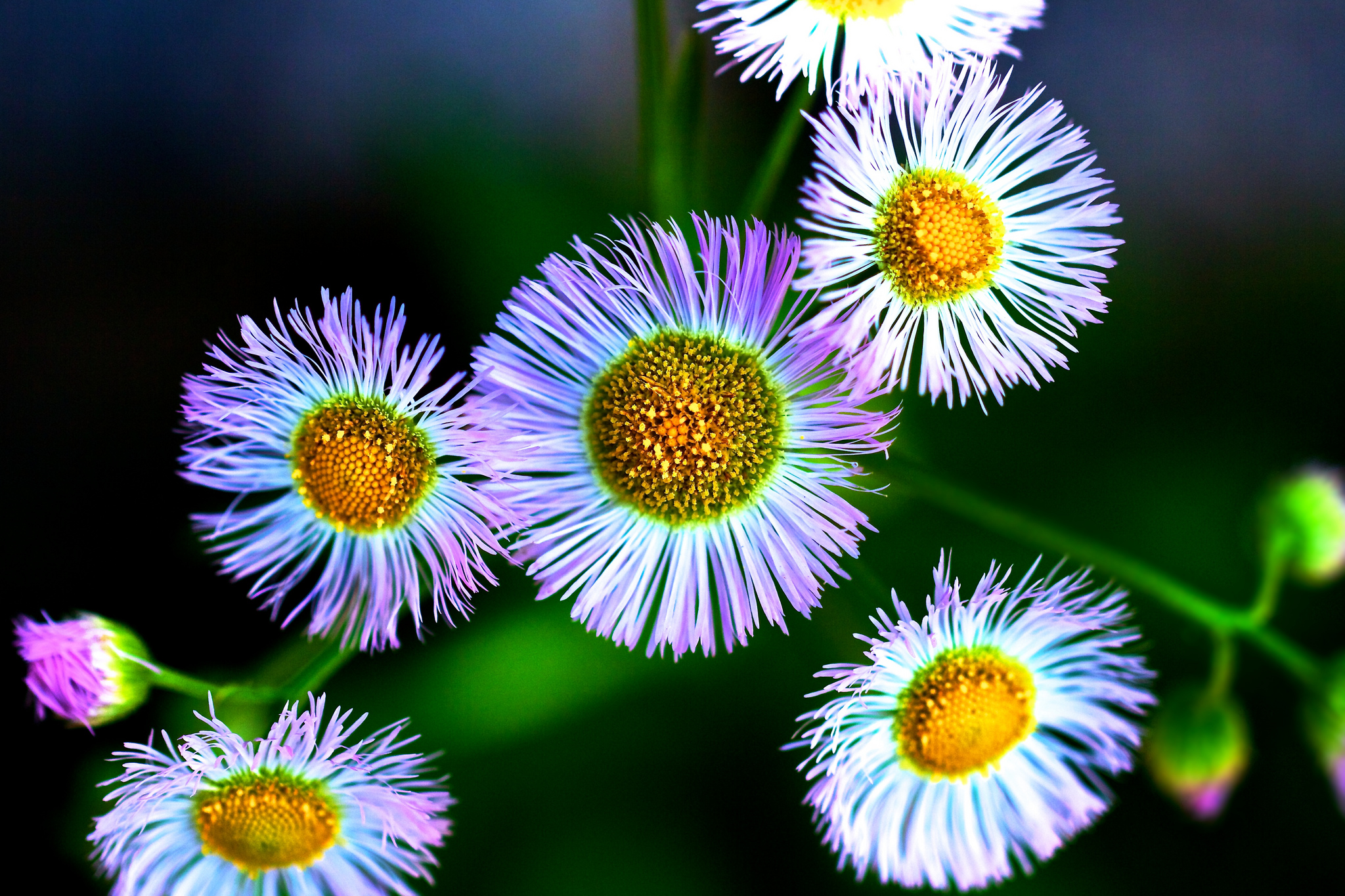 Téléchargez gratuitement l'image Fleurs, Fleur, Macro, Fleur Blanche, Terre/nature sur le bureau de votre PC