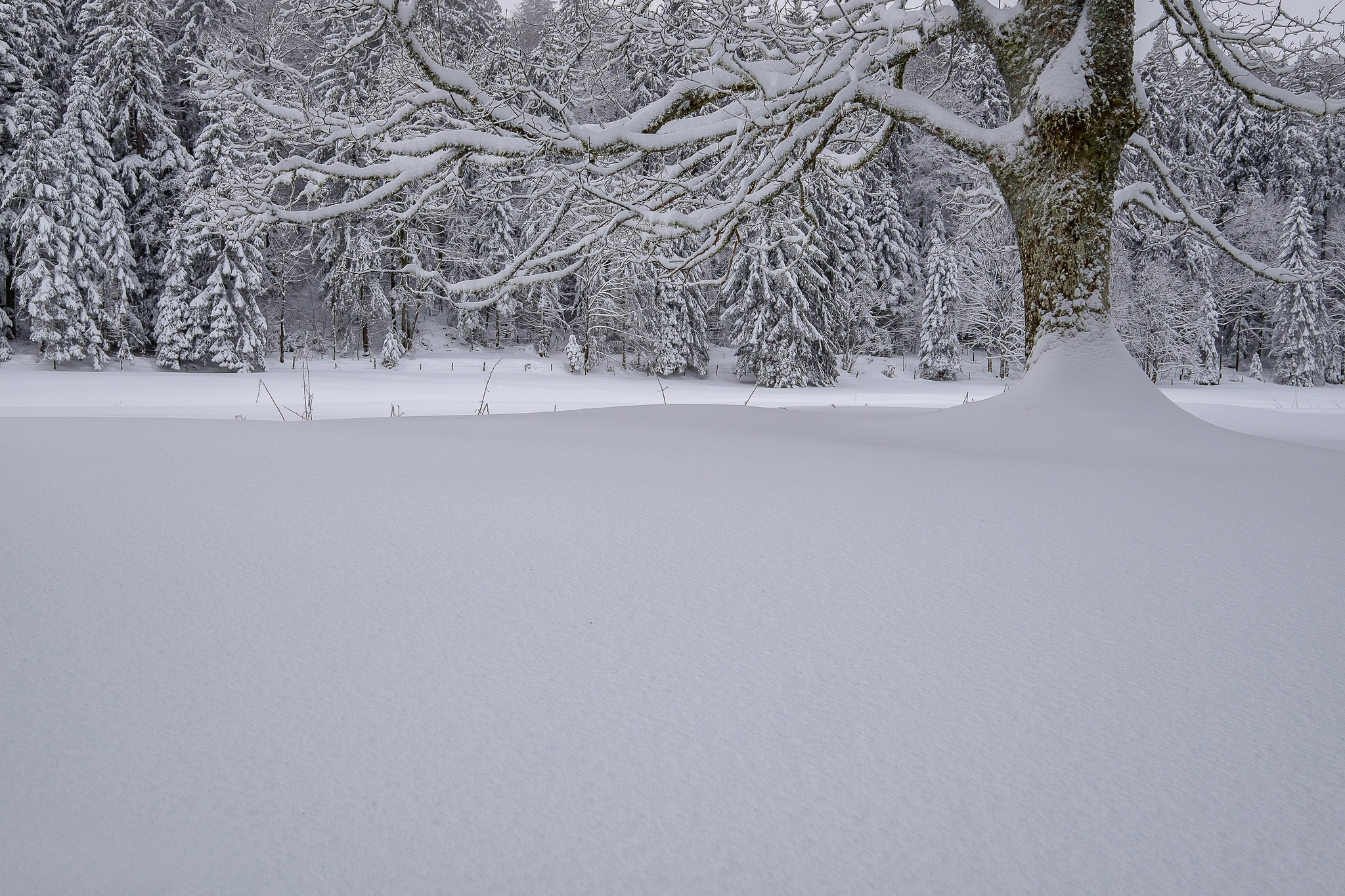 Handy-Wallpaper Winter, Natur, Schnee, Baum, Erde/natur kostenlos herunterladen.