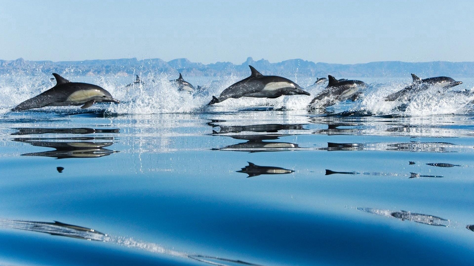 64517 скачать картинку дельфины, животные, водная гладь, прыжок - обои и заставки бесплатно