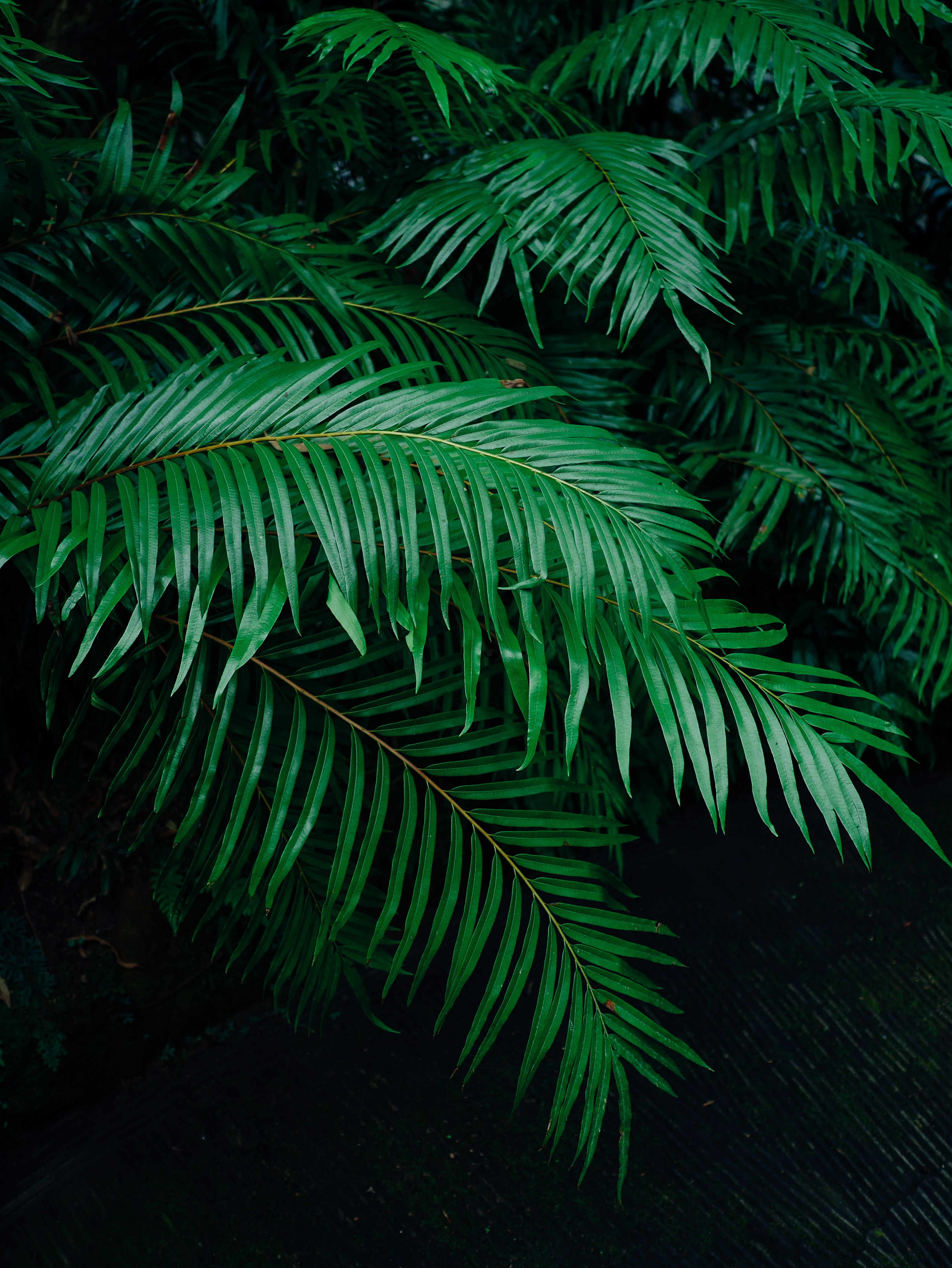 Laden Sie das Palm, Geäst, Zweige, Natur, Pflanze, Palme-Bild kostenlos auf Ihren PC-Desktop herunter