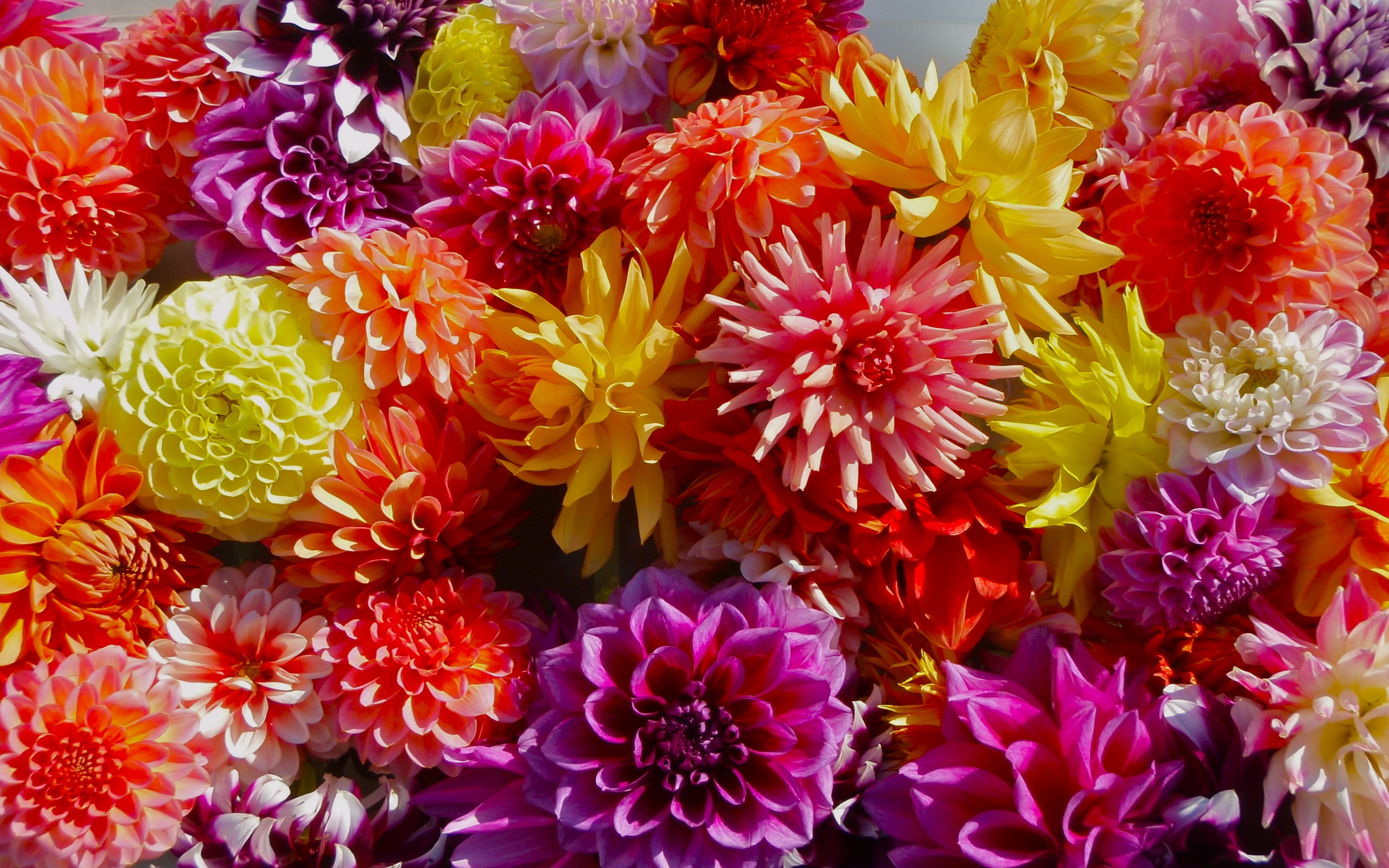 Handy-Wallpaper Blumen, Blume, Farben, Dahlien, Bunt, Gelbe Blume, Lila Blume, Erde/natur, Orangene Blume kostenlos herunterladen.