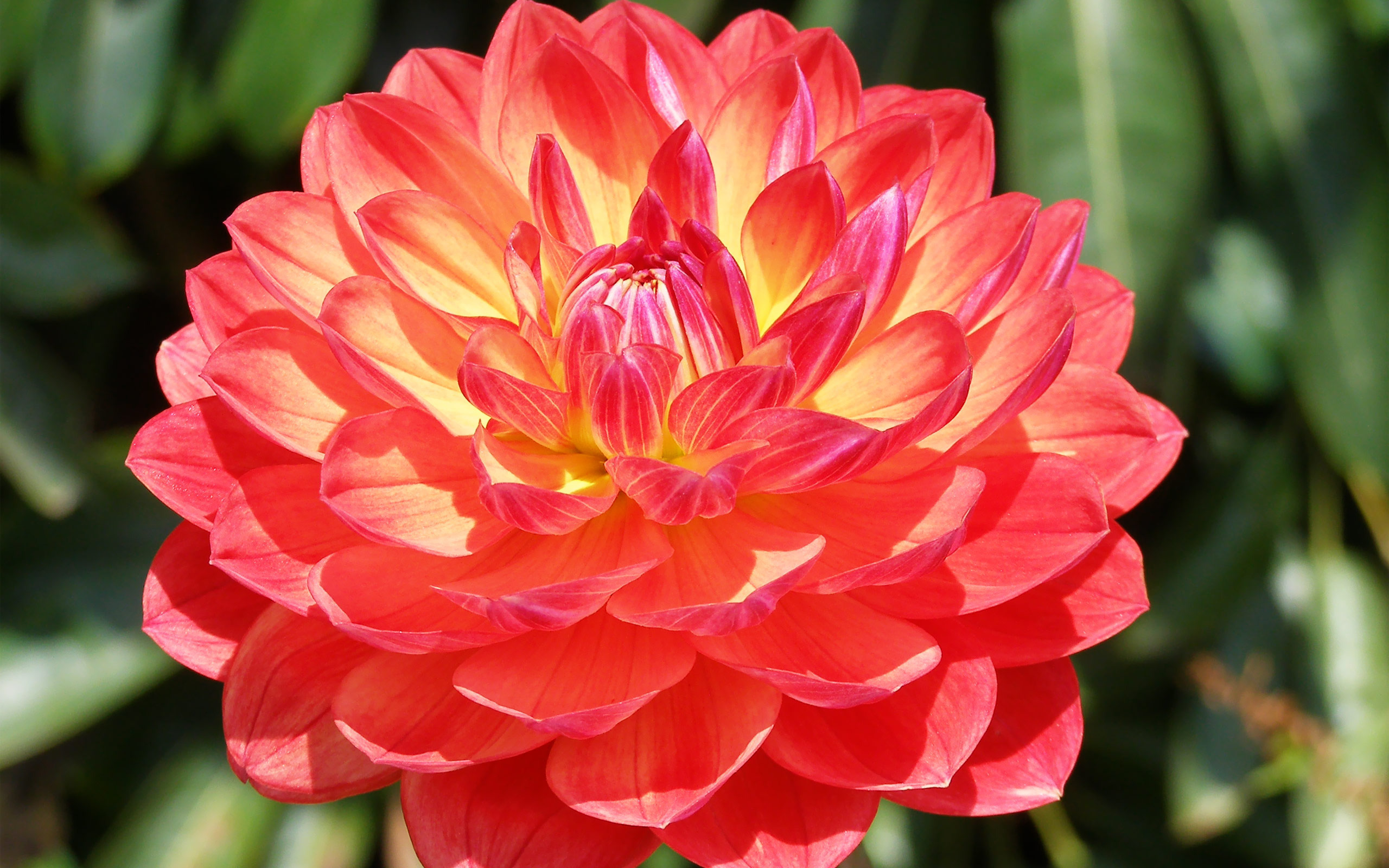 Téléchargez gratuitement l'image Fleurs, Fleur, Fermer, Dahlia, Terre/nature sur le bureau de votre PC