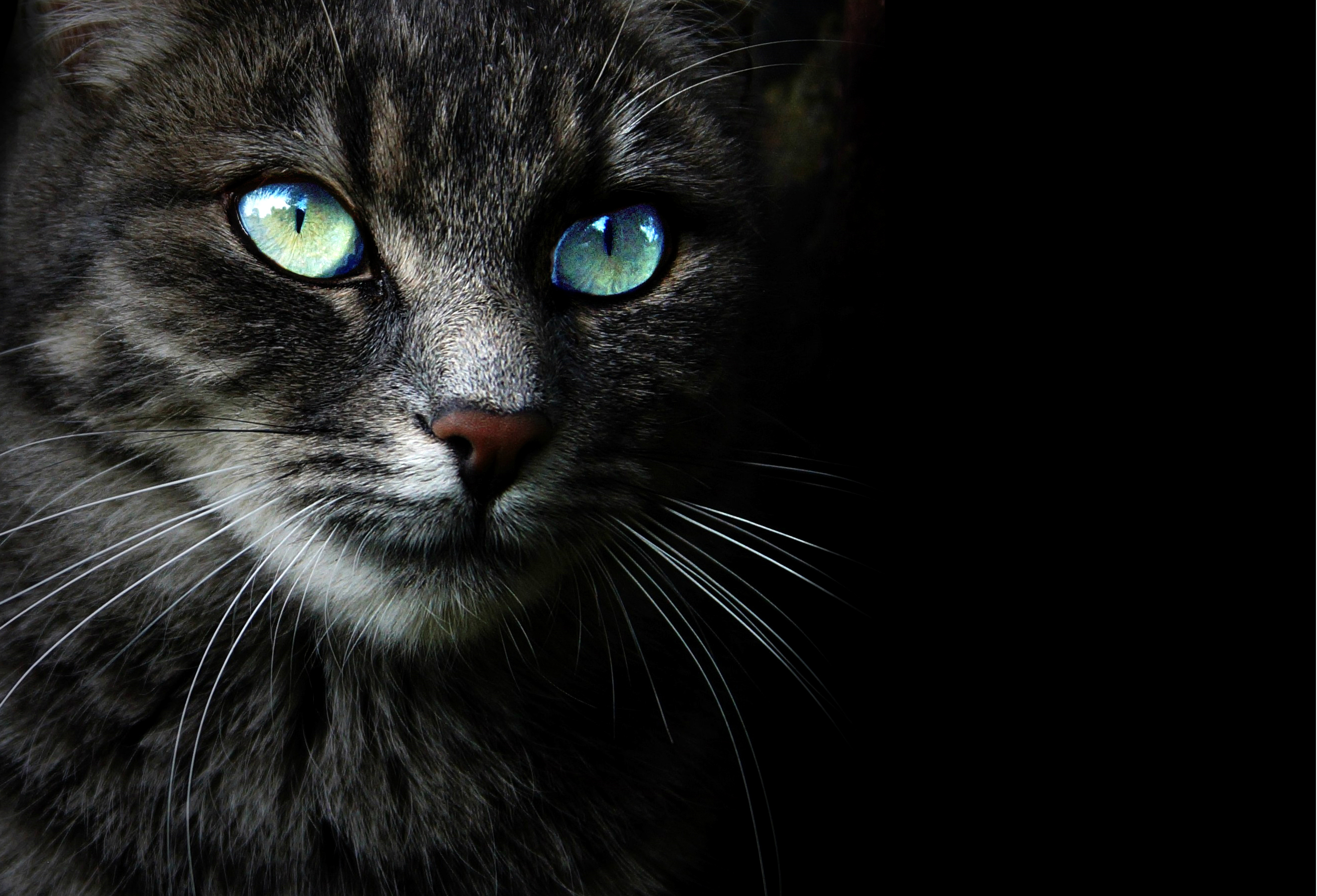 PCデスクトップに動物, ネコ, 猫, 目画像を無料でダウンロード