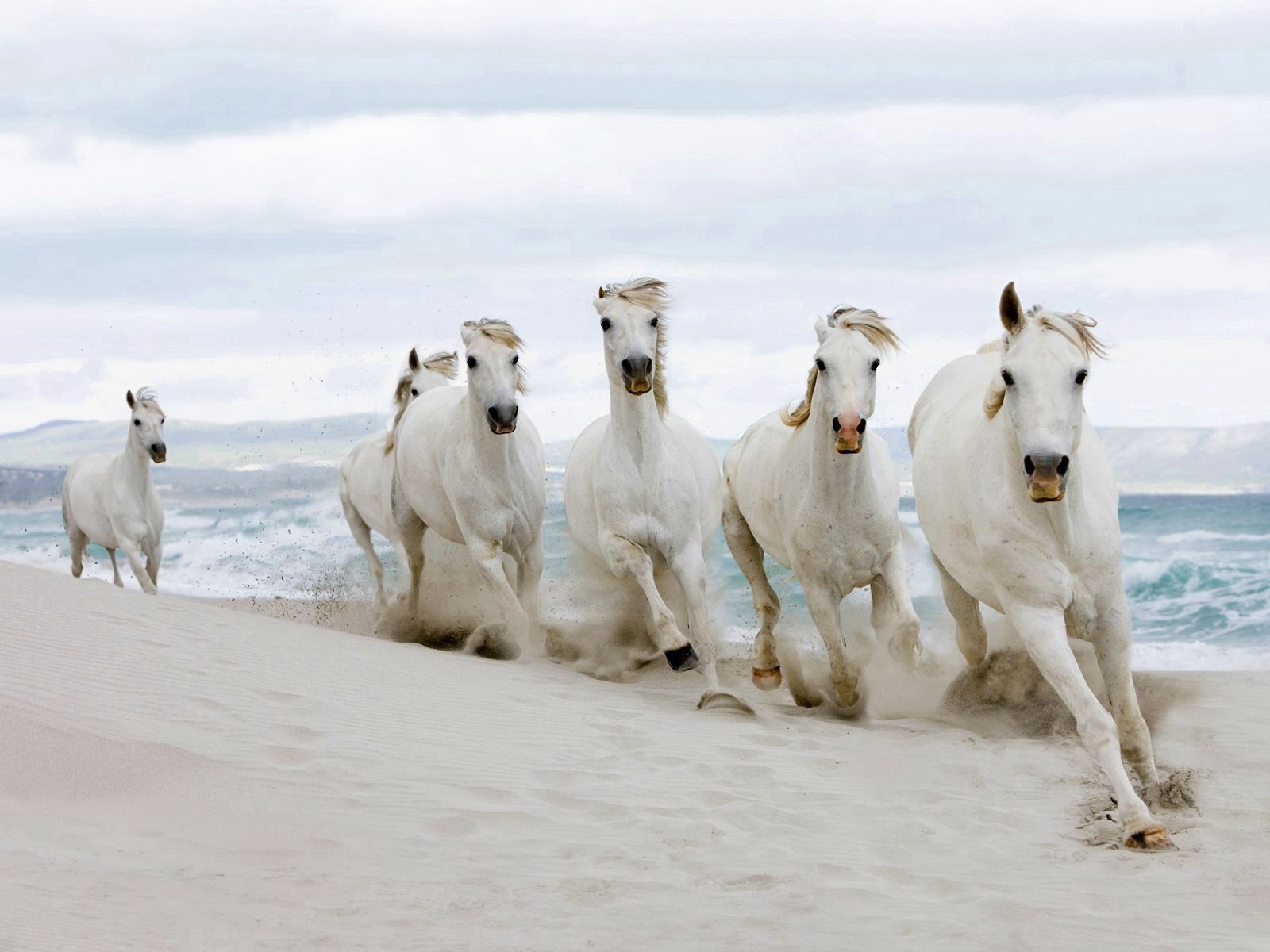 131242 скачать картинку лошади, бег, табун, животные, песок - обои и заставки бесплатно