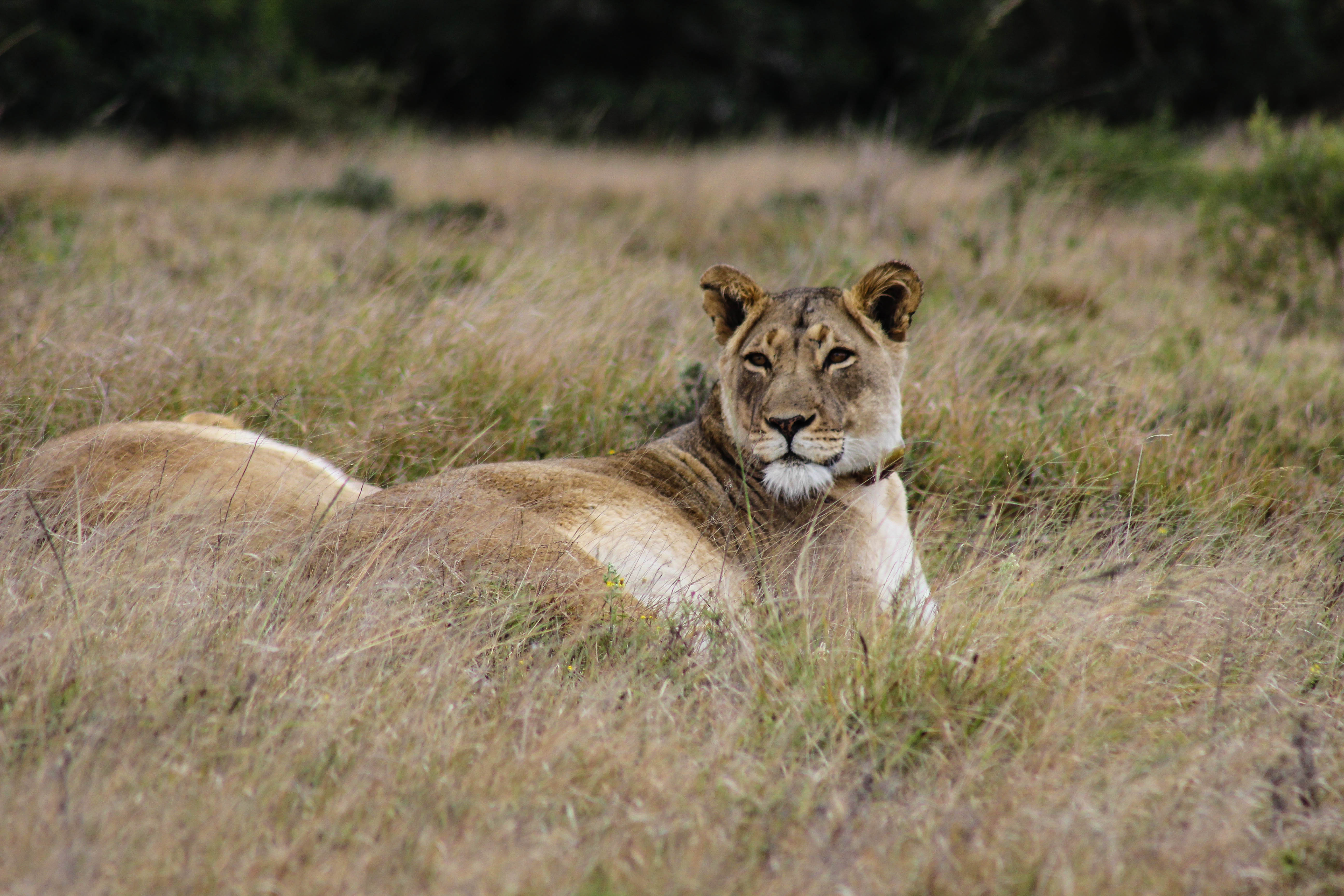 lioness, animals, grass, predator, big cat HD wallpaper