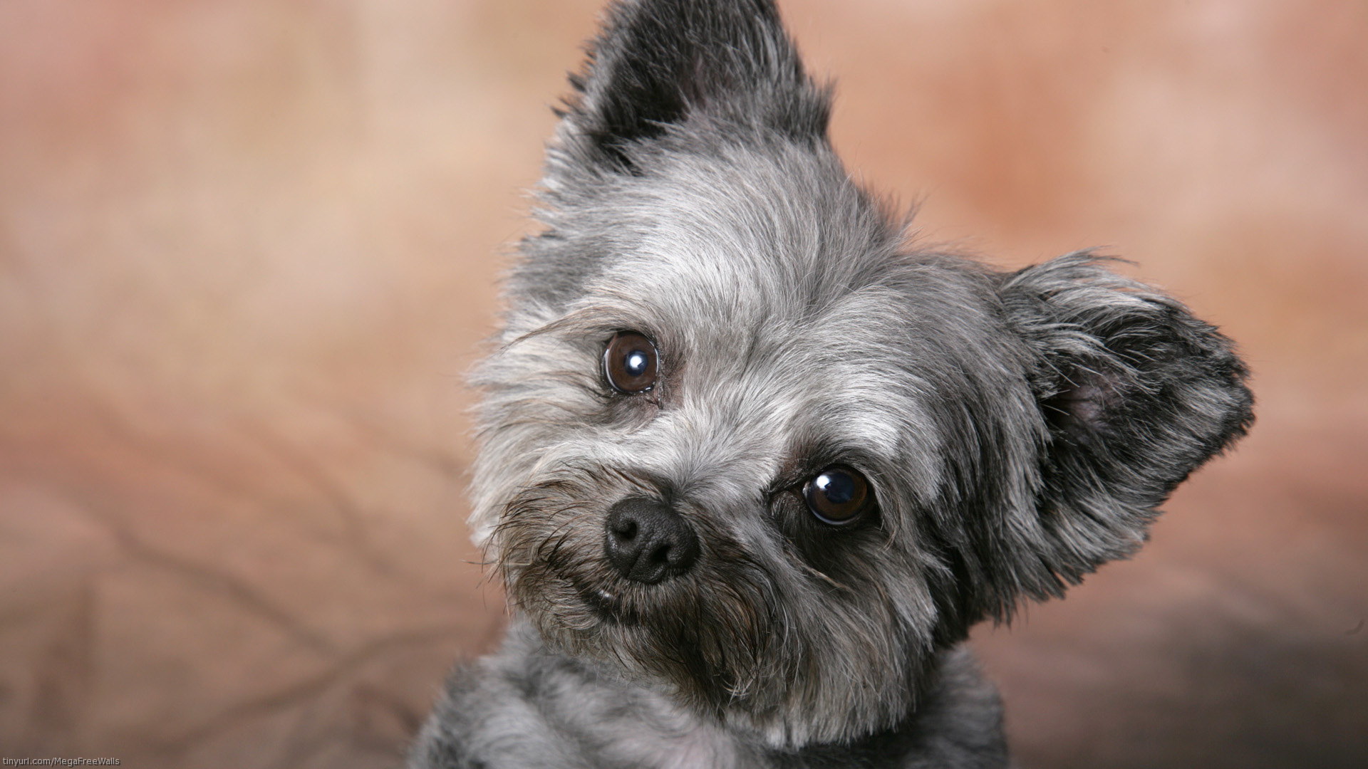 Baixar papel de parede para celular de Animais, Cão, Fofo, Filhote gratuito.