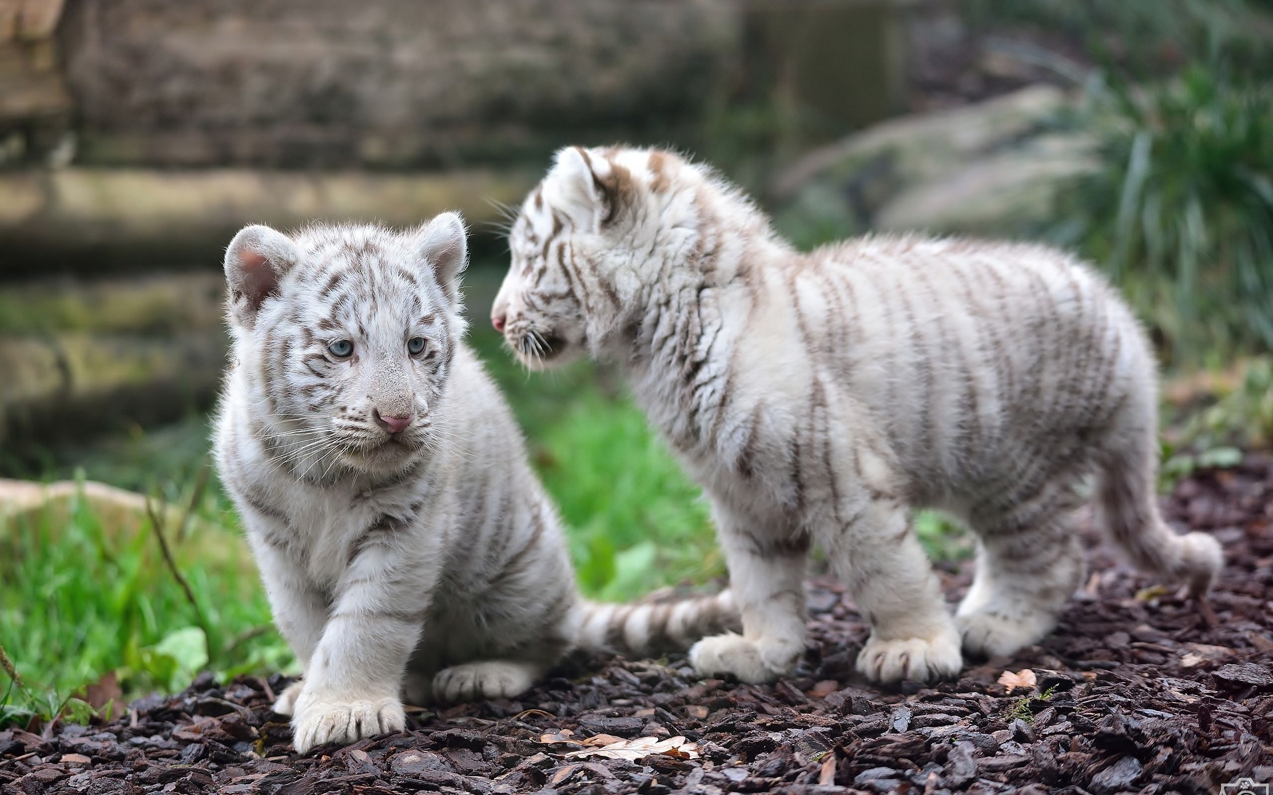 324351 Hintergrundbild herunterladen tiere, weißer tiger, tiger, katzen - Bildschirmschoner und Bilder kostenlos