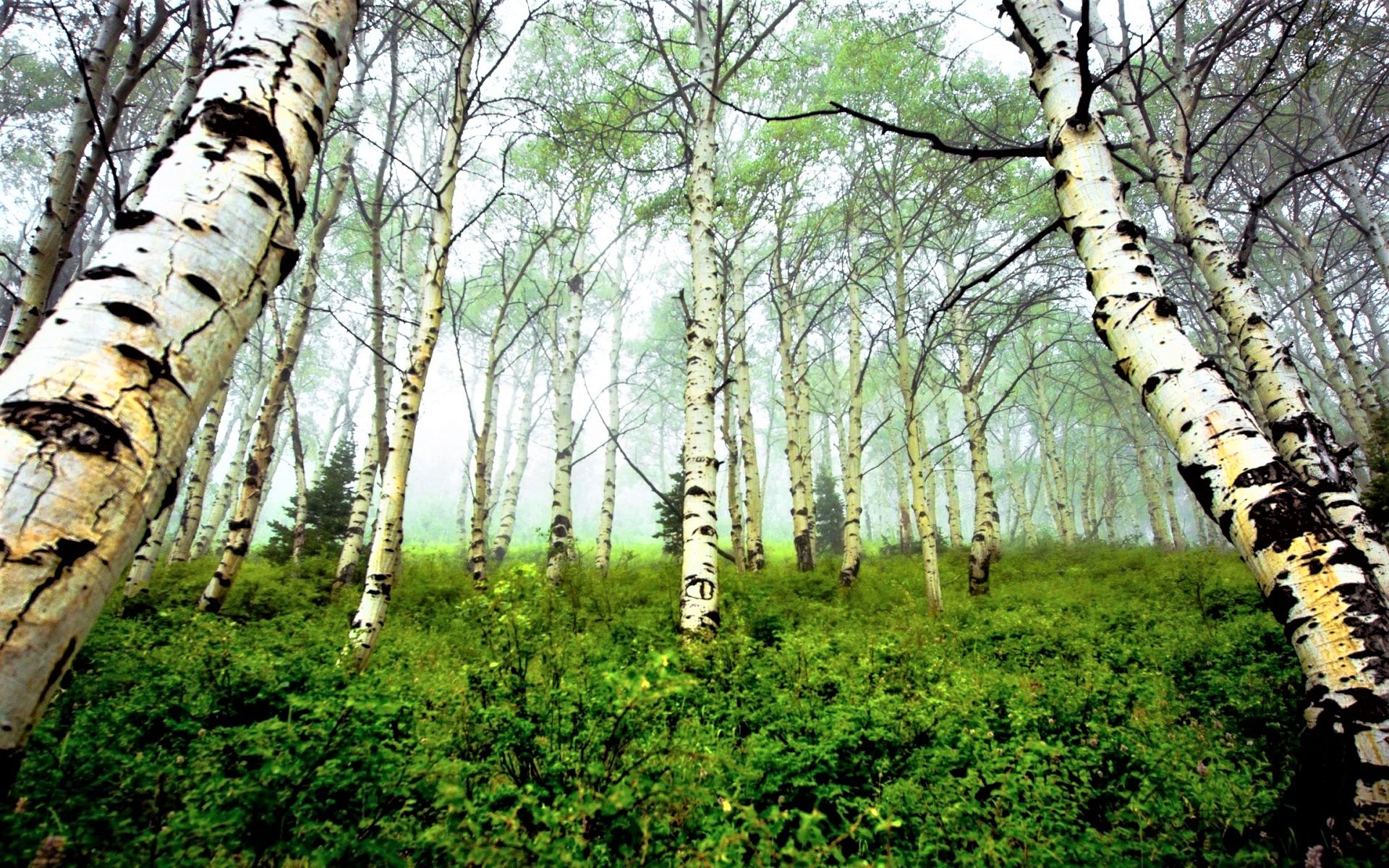 Скачать обои бесплатно Лес, Туман, Береза, Земля/природа картинка на рабочий стол ПК