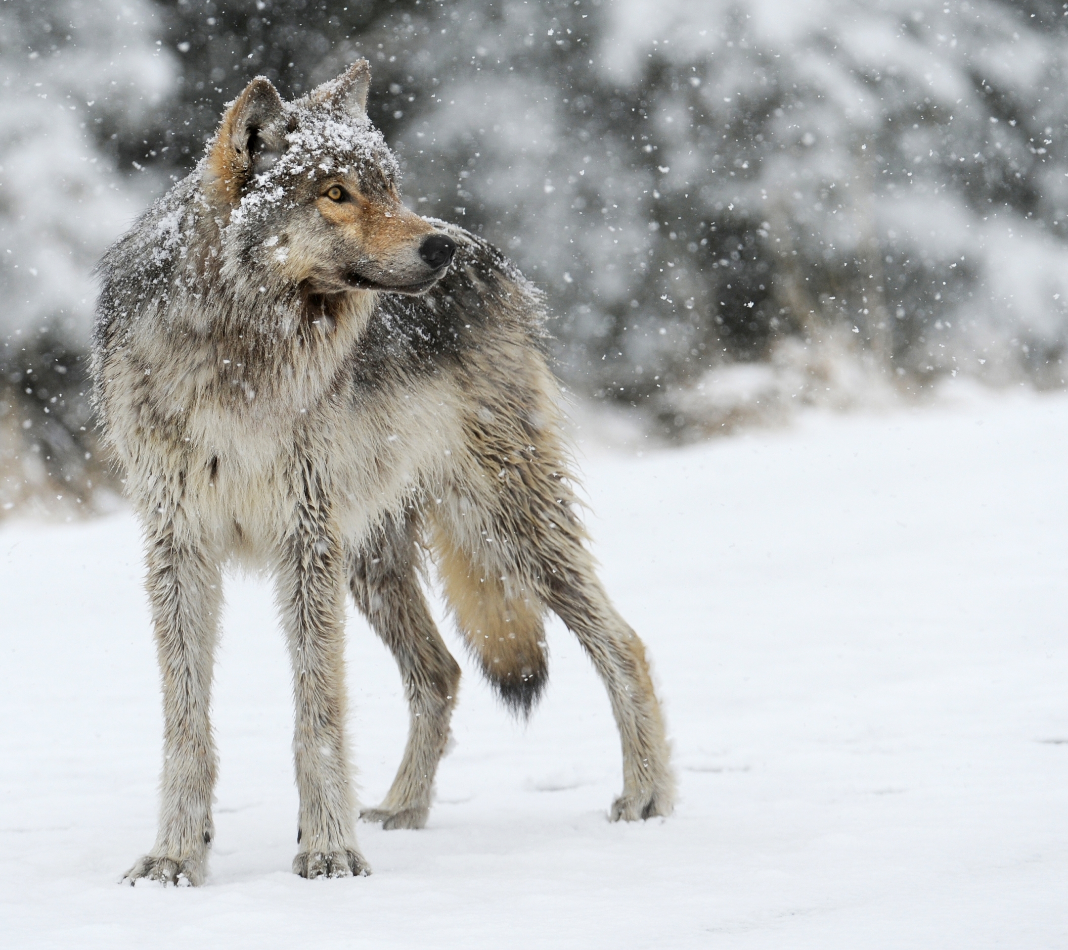 Скачать картинку Животные, Волки, Зима, Волк, Снегопад в телефон бесплатно.