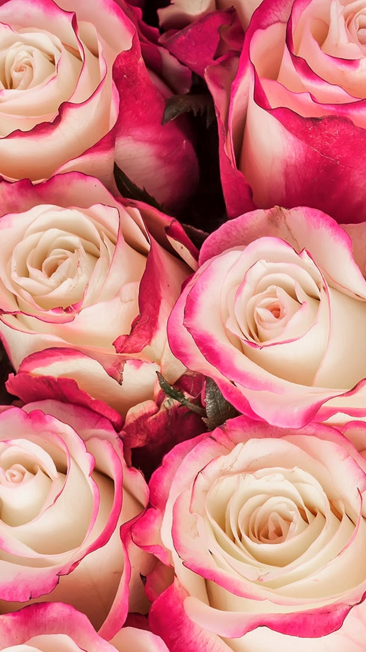 Handy-Wallpaper Blumen, Blume, Rose, Nahansicht, Erde/natur, Pinke Blume kostenlos herunterladen.