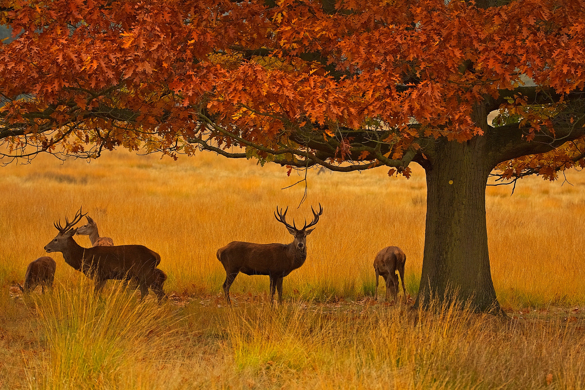 Скачать картинку Животные, Природа, Трава, Осень, Дерево, Олень в телефон бесплатно.