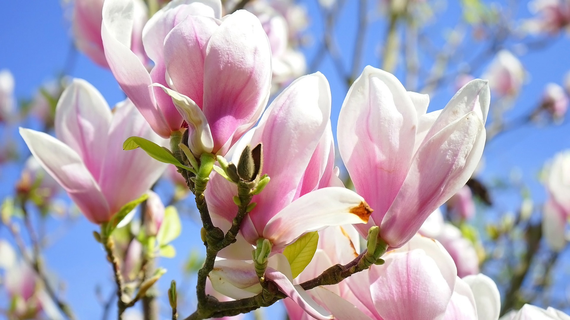 Download mobile wallpaper Trees, Earth, Magnolia for free.
