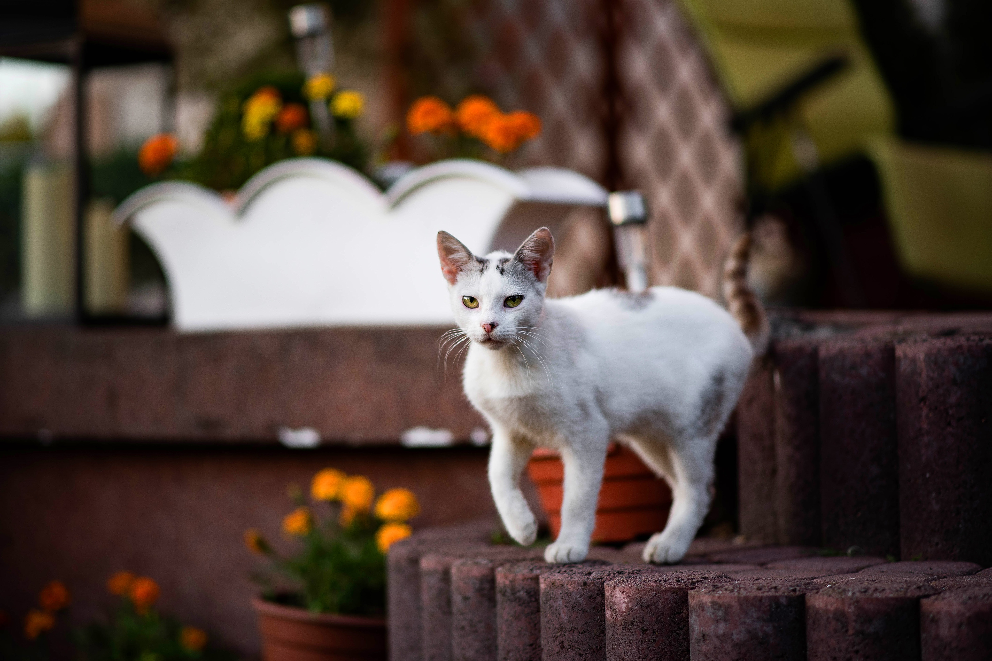 Descarga gratuita de fondo de pantalla para móvil de Animales, Gatos, Gato.