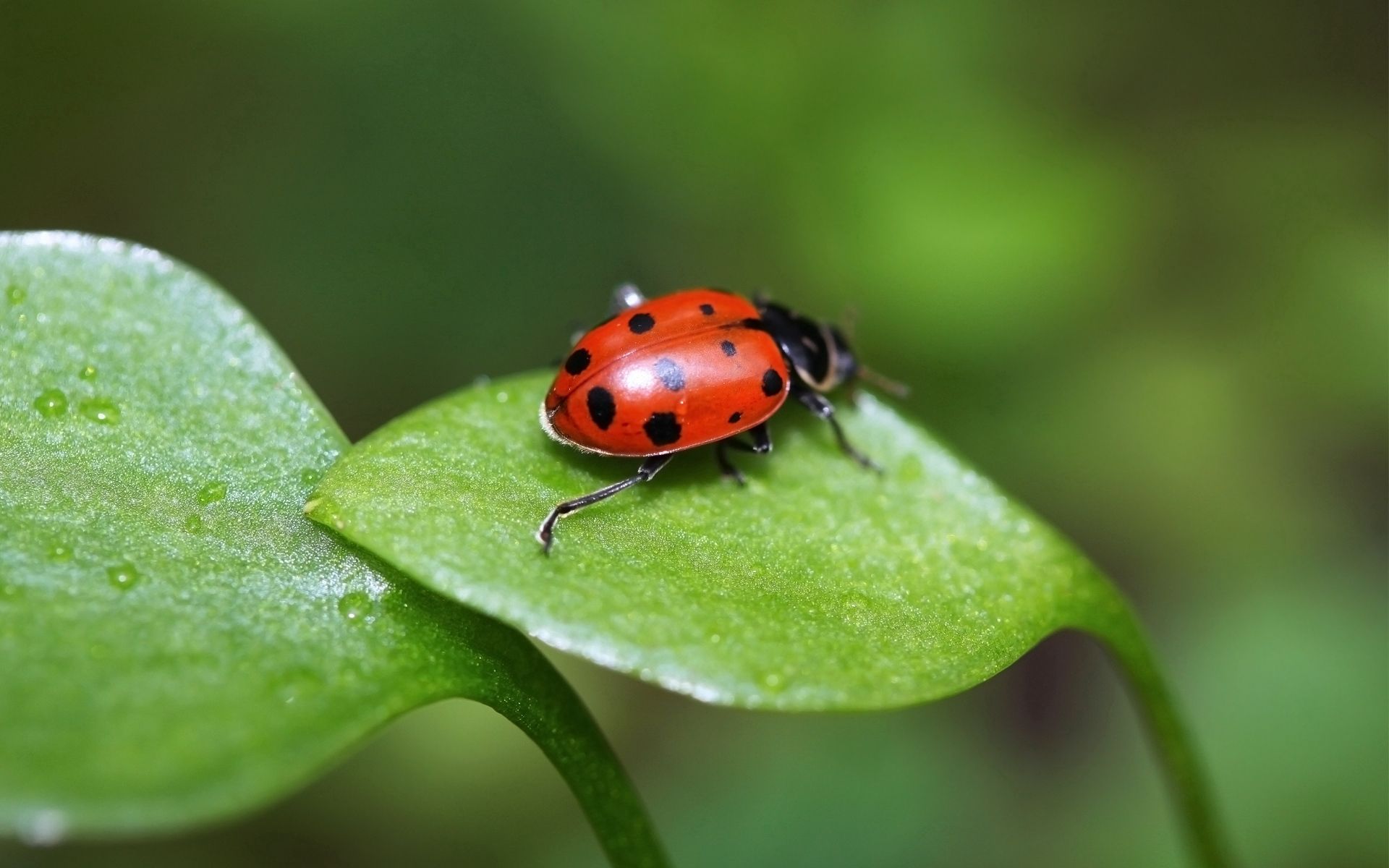 ladybug, grass, leaves, macro, shine, light, stains, spots, ladybird, crawl