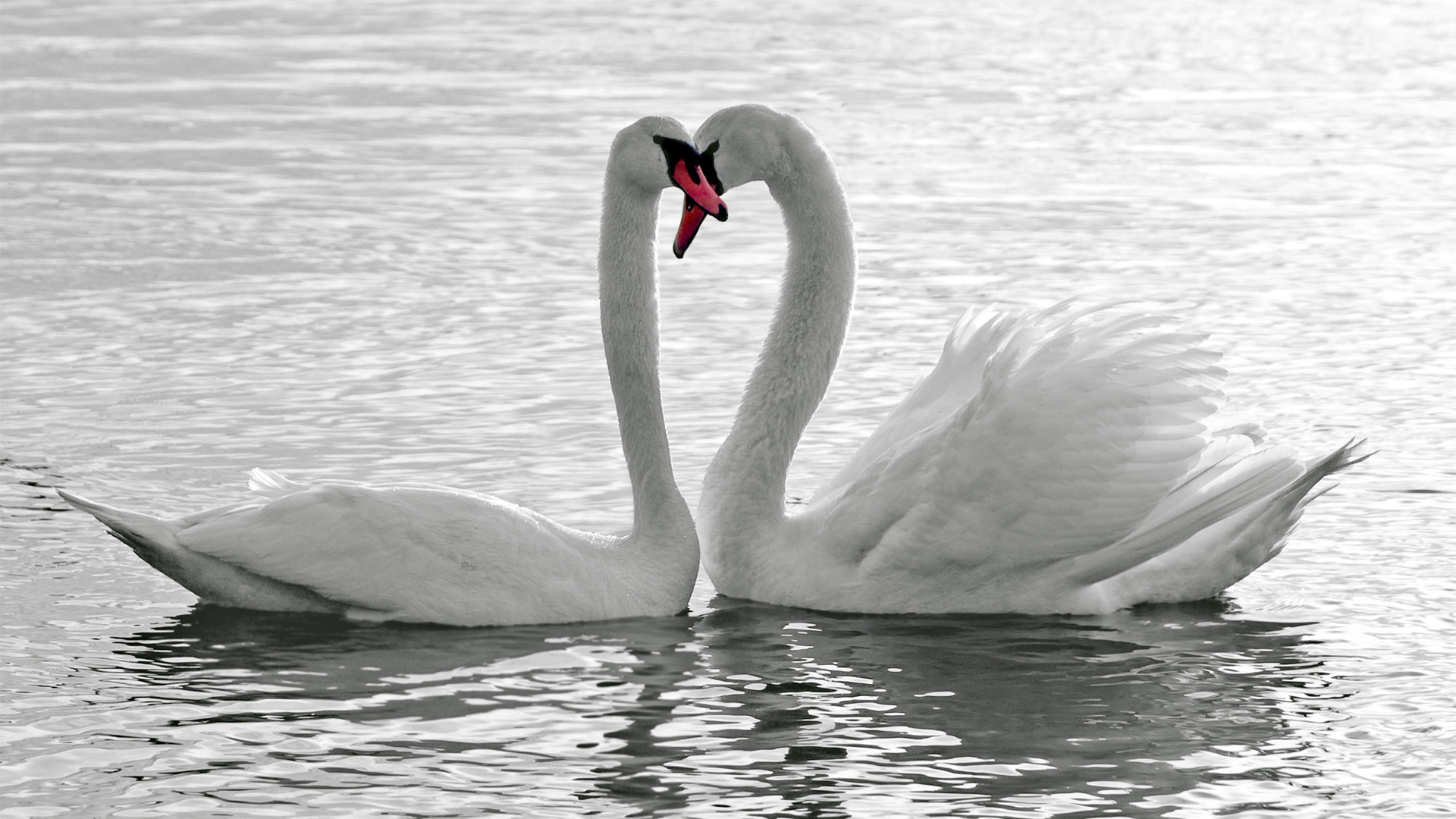 Téléchargez des papiers peints mobile Animaux, Cygne Tuberculé gratuitement.