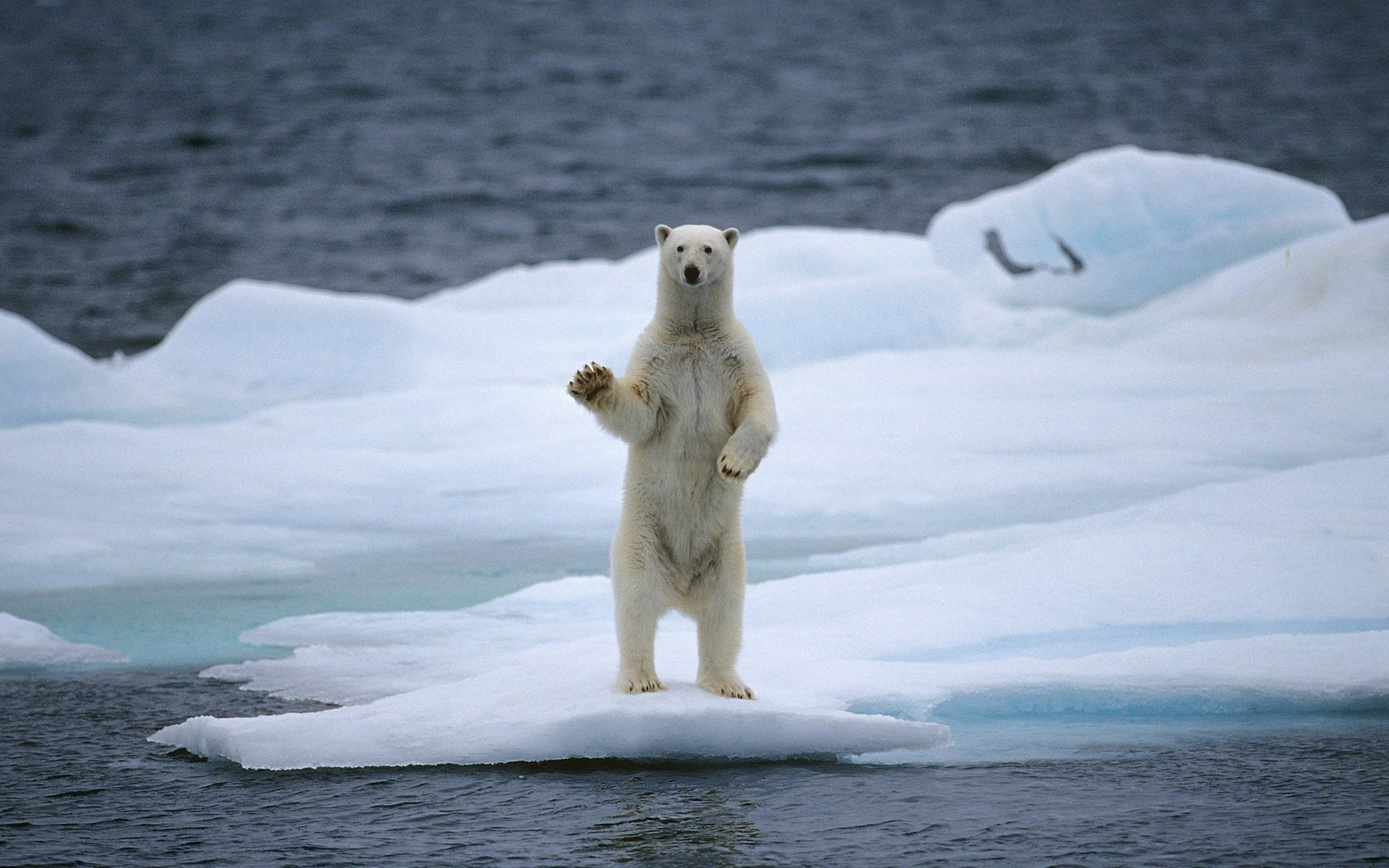 Download mobile wallpaper Bears, Animal, Iceberg, Polar Bear for free.