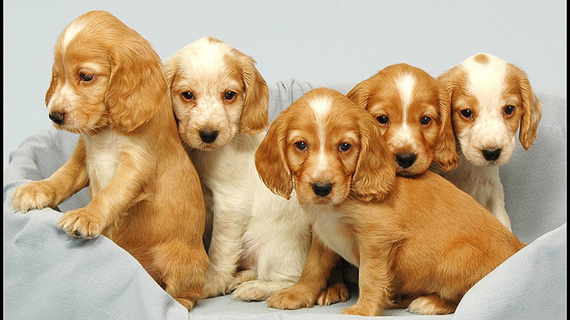 Download mobile wallpaper Animal, Puppy, Baby Animal for free.