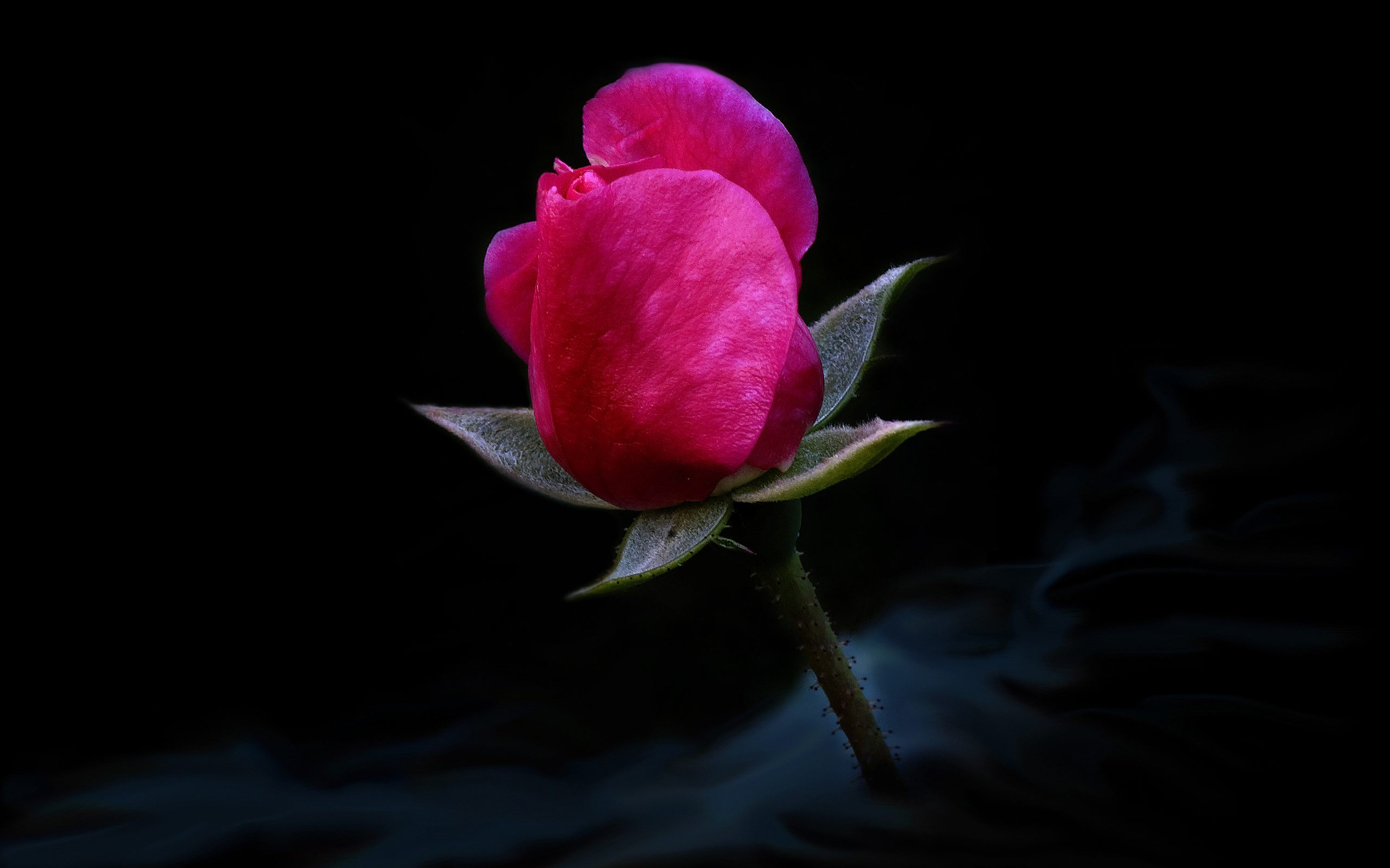 Скачать картинку Флауэрсы, Цветок, Роза, Земля/природа в телефон бесплатно.