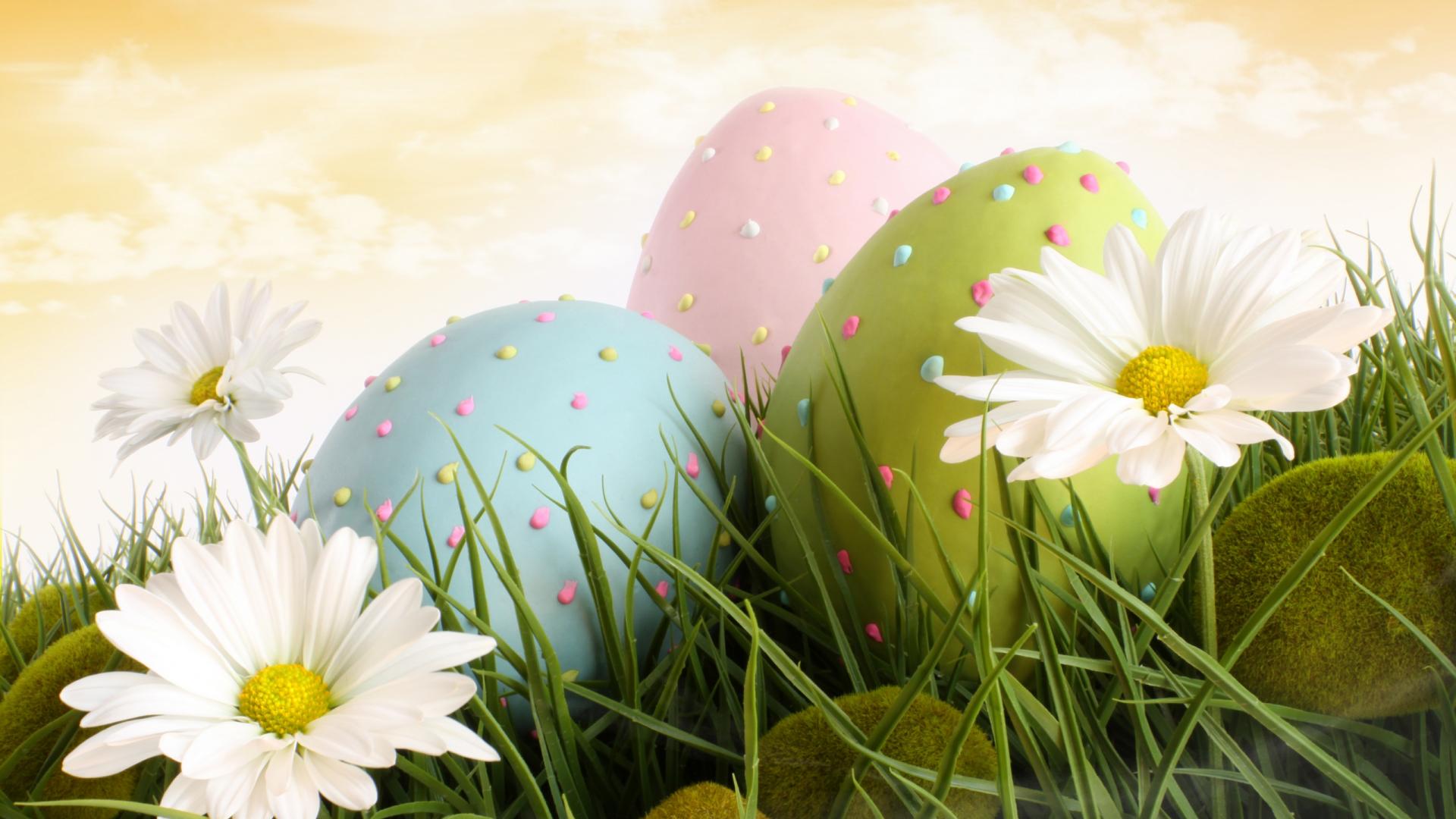 Handy-Wallpaper Feiertage, Ostern, Blume, Bunt, Gras, Hühnerei, Weiße Blume, Osterei kostenlos herunterladen.
