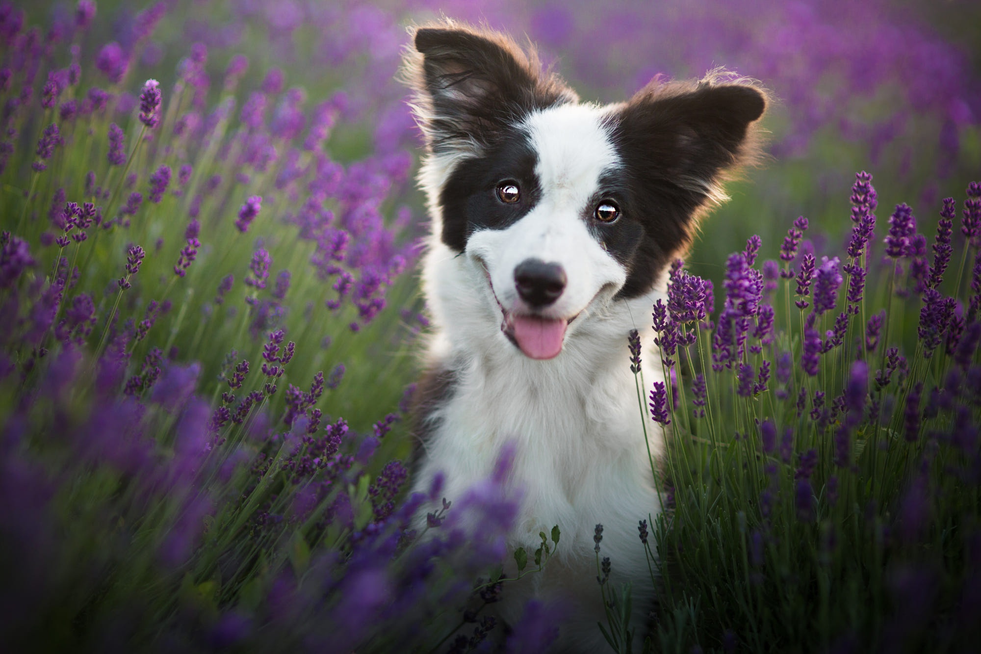 Handy-Wallpaper Tiere, Hunde, Hund, Welpen, Border Collie, Lila Blume, Tierbaby kostenlos herunterladen.