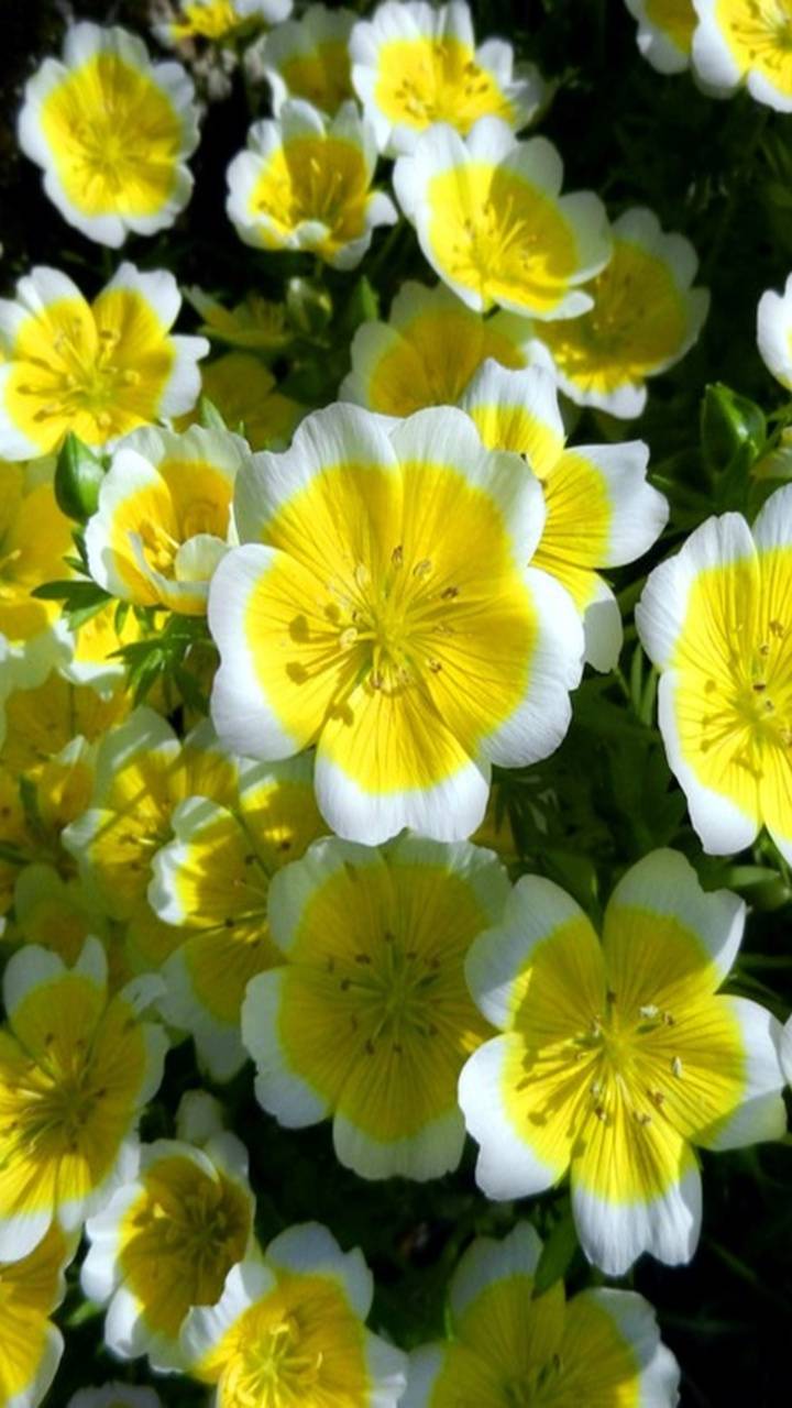 Descarga gratuita de fondo de pantalla para móvil de Flores, Flor, Tierra, Flor Amarilla, Tierra/naturaleza.