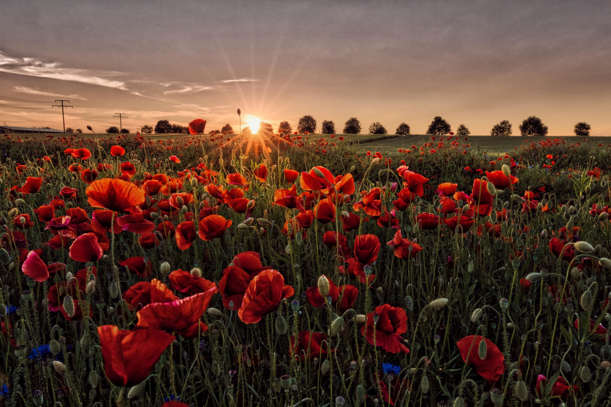 Download mobile wallpaper Flowers, Sunset, Summer, Flower, Earth, Field, Poppy, Red Flower for free.