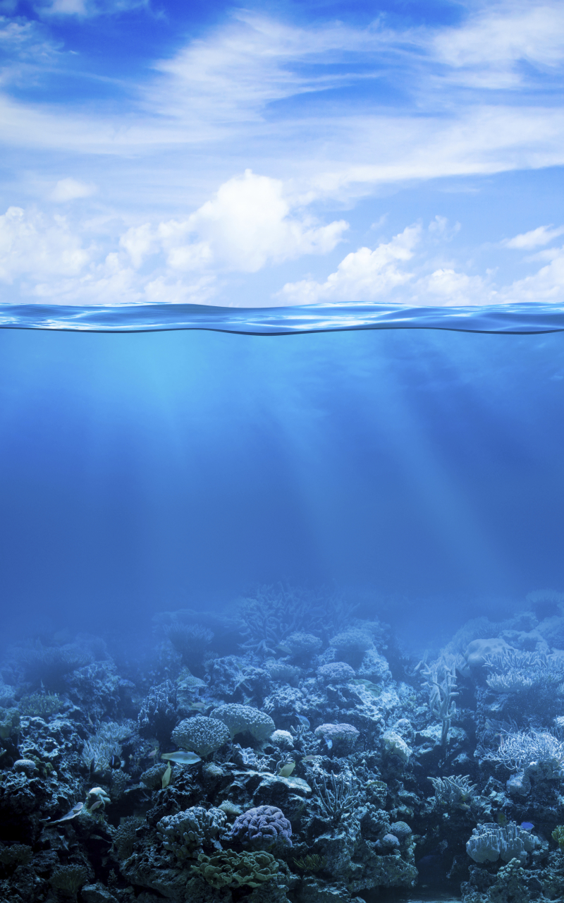 無料モバイル壁紙動物, 海, コーラル, 海洋, サンゴ礁, 水中をダウンロードします。