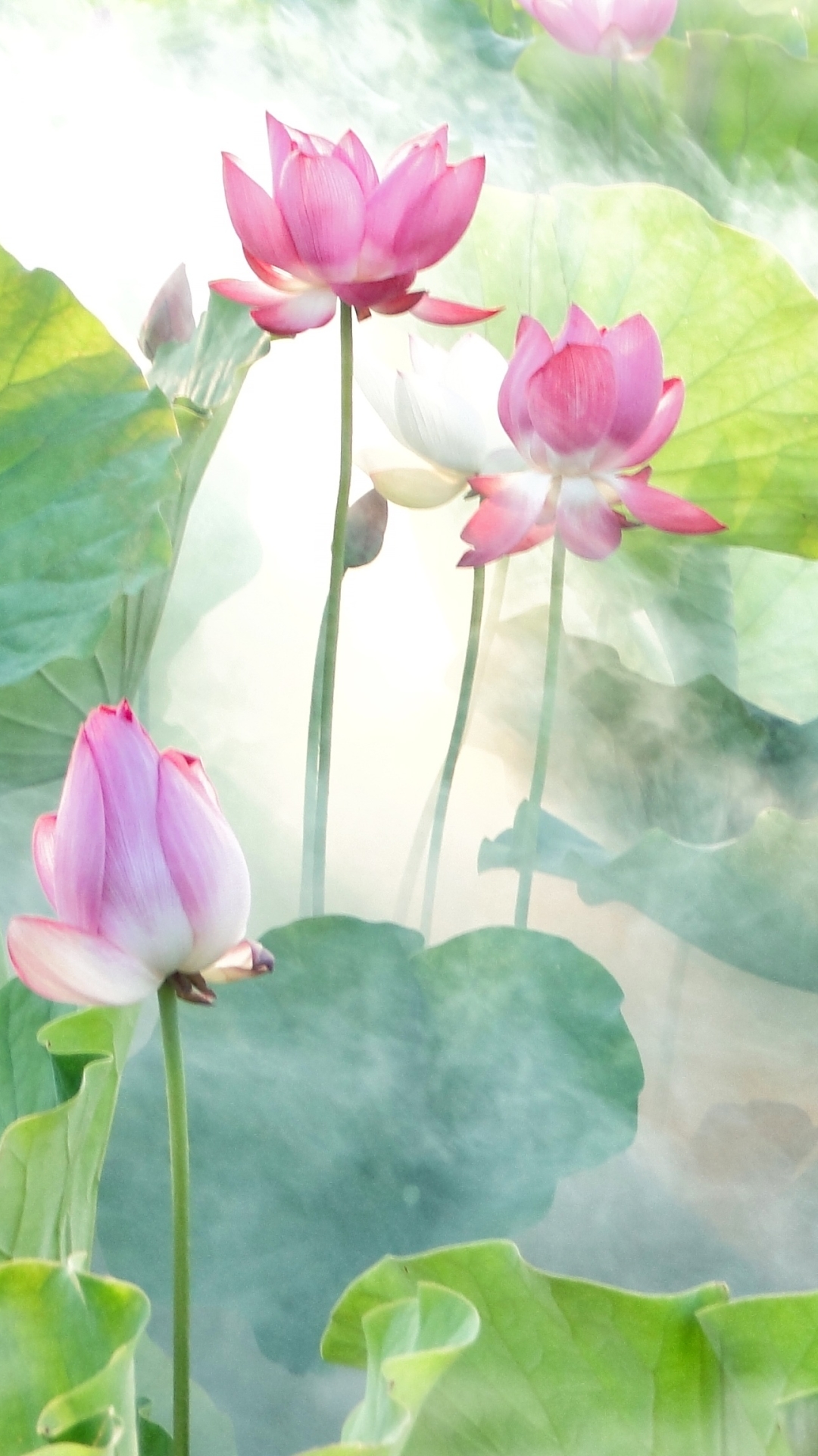 Download mobile wallpaper Flowers, Lotus, Flower, Fog, Earth, Pink Flower for free.