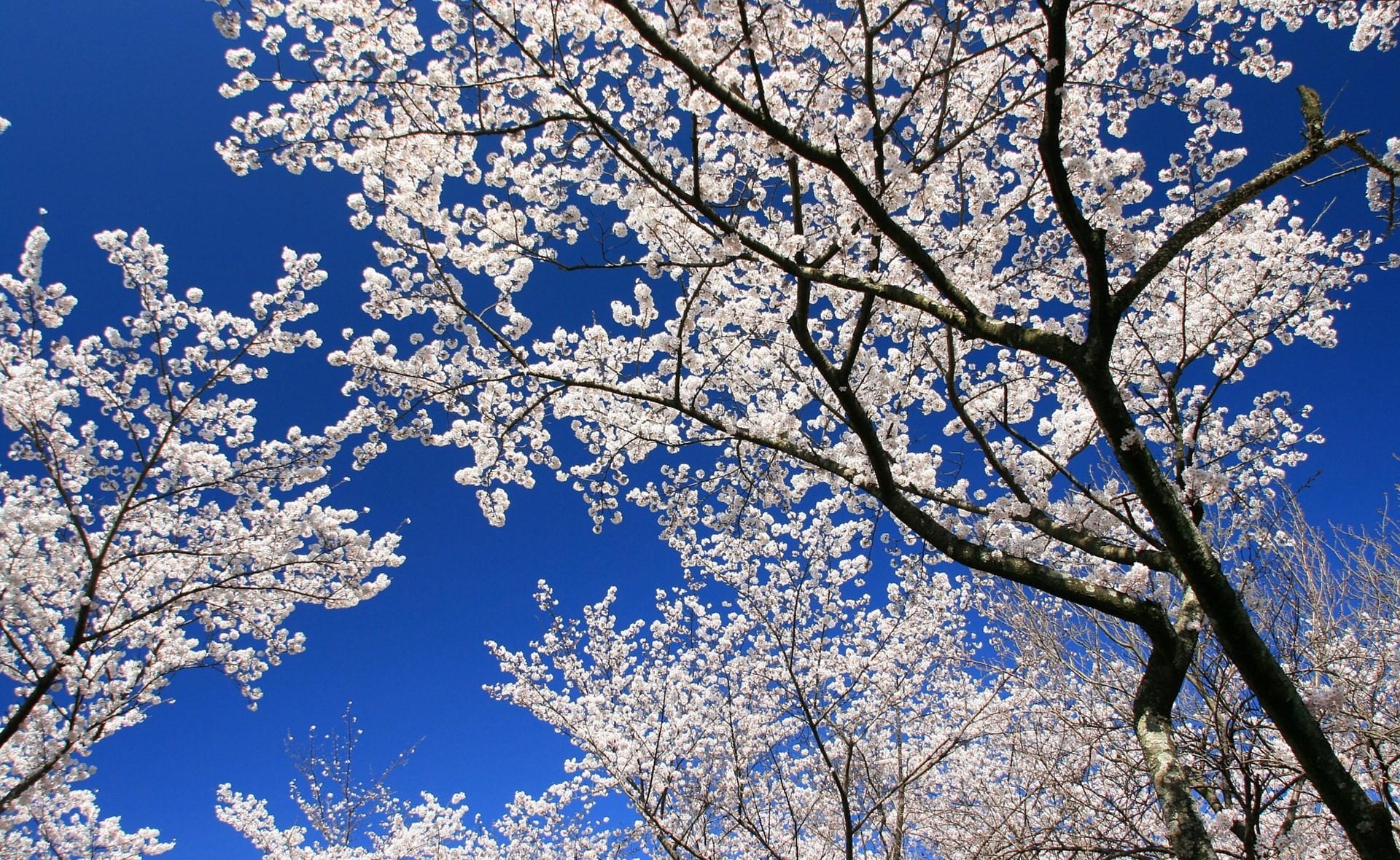 flowers, sky, branches, bloom, flowering, spring, mood