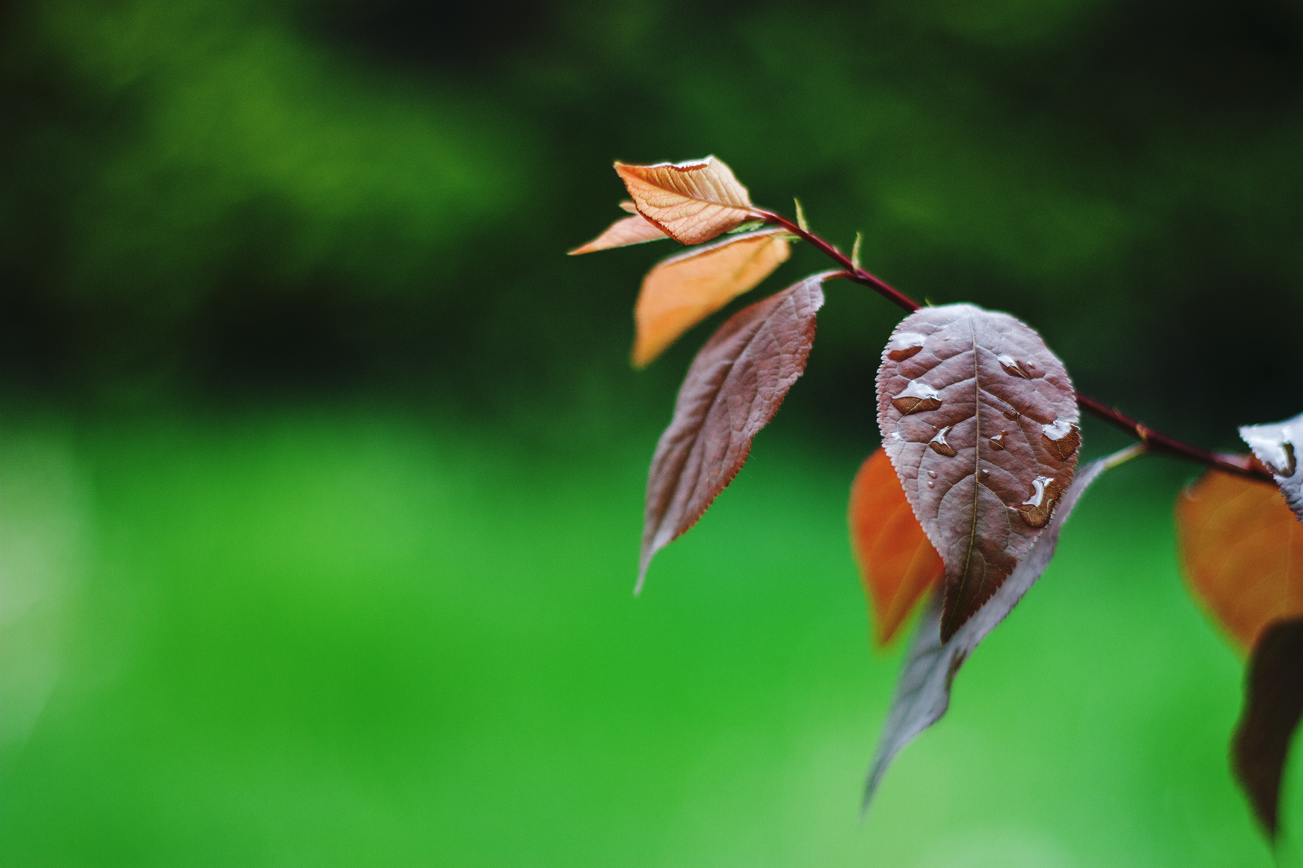 Free download wallpaper Leaf, Earth on your PC desktop