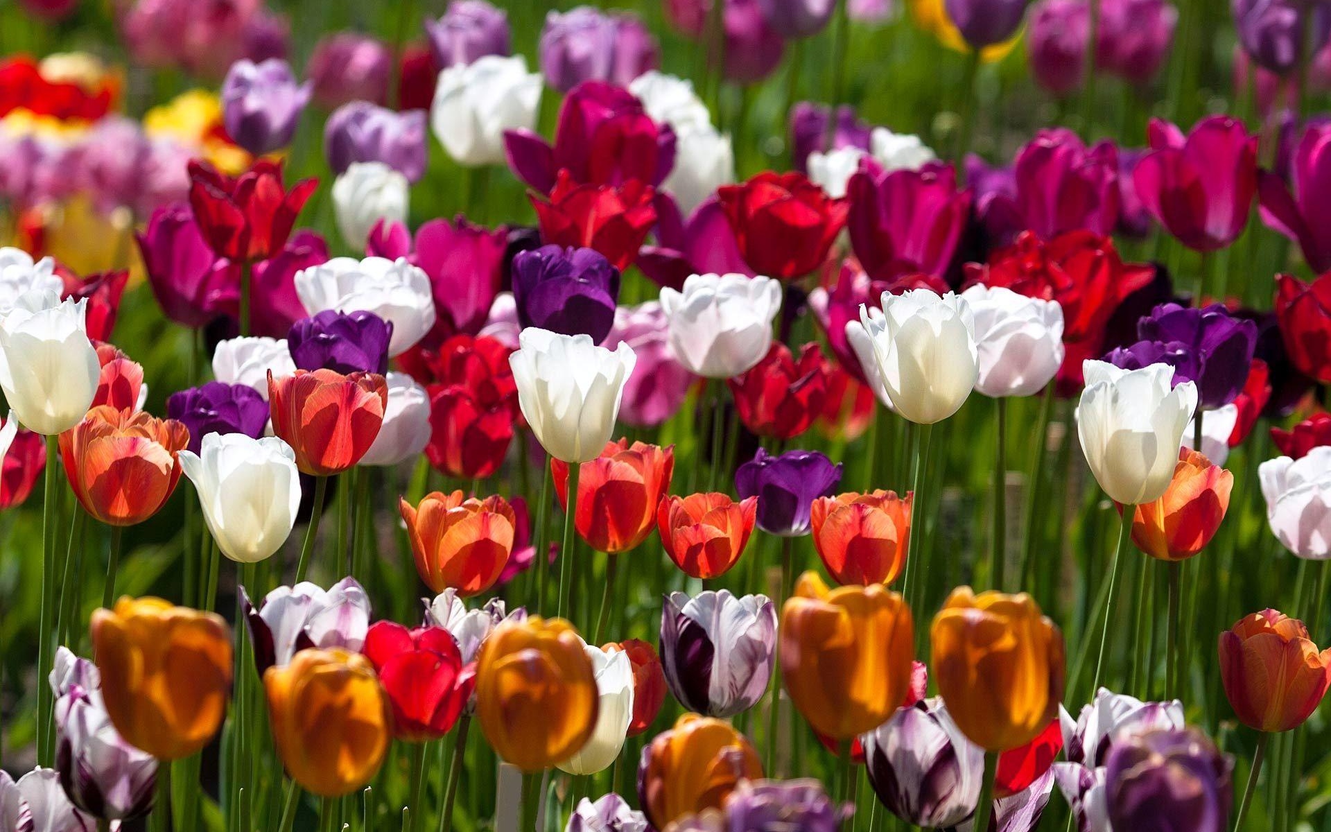 Скачать обои бесплатно Цветок, Весна, Тюльпан, Земля/природа, Флауэрсы картинка на рабочий стол ПК