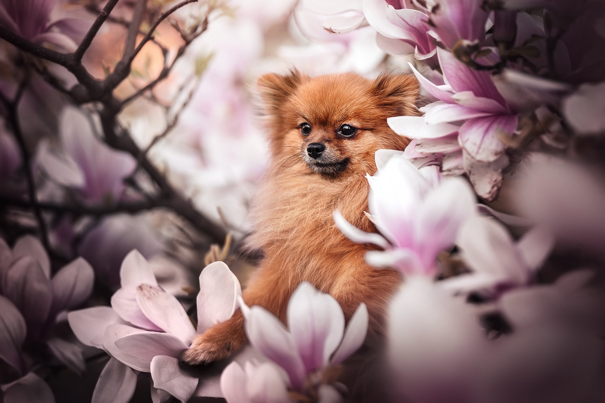 Download mobile wallpaper Dogs, Flower, Dog, Animal, Magnolia, Spitz for free.