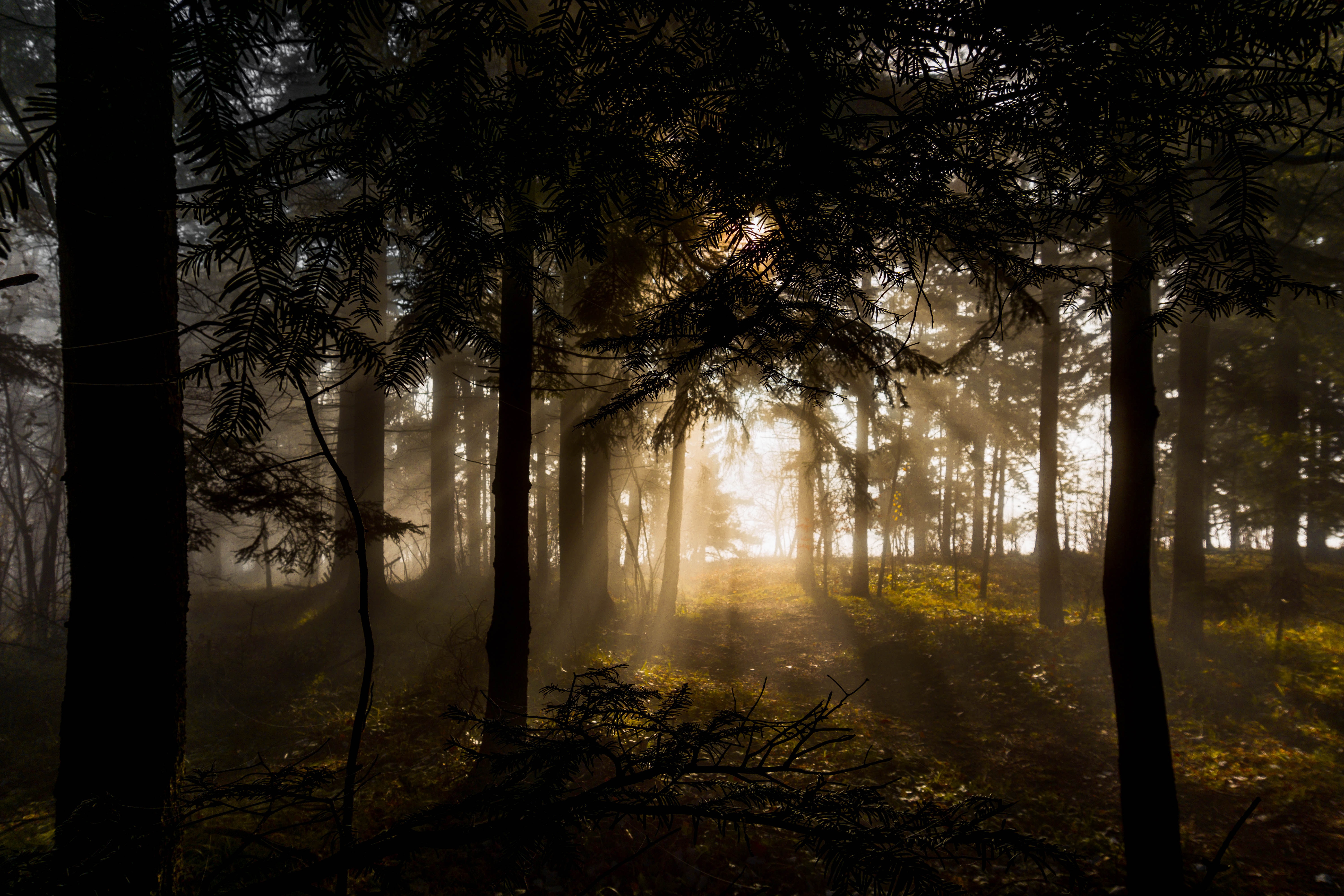 nature, trees, forest, lights of a sun, rays of the sun