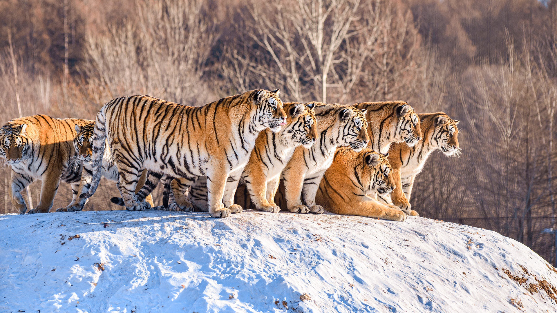 Descarga gratuita de fondo de pantalla para móvil de Animales, Gatos, Tigre.