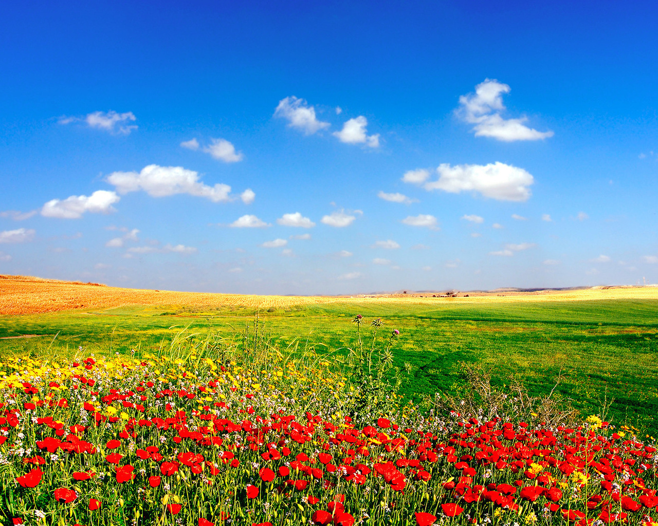 sky, plants, landscape, flowers, blue HD wallpaper
