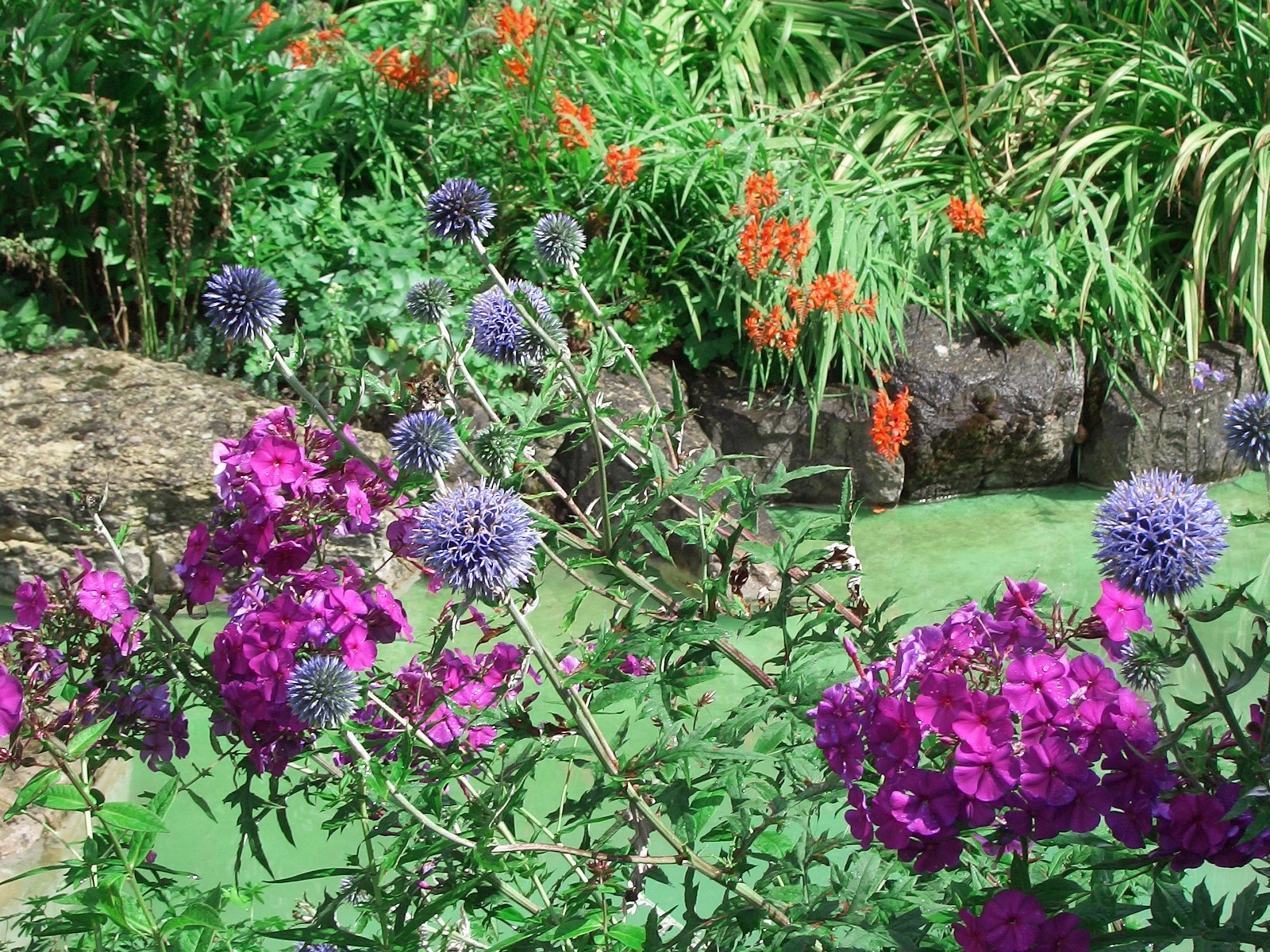 Descarga gratuita de fondo de pantalla para móvil de Flor, Tierra/naturaleza.