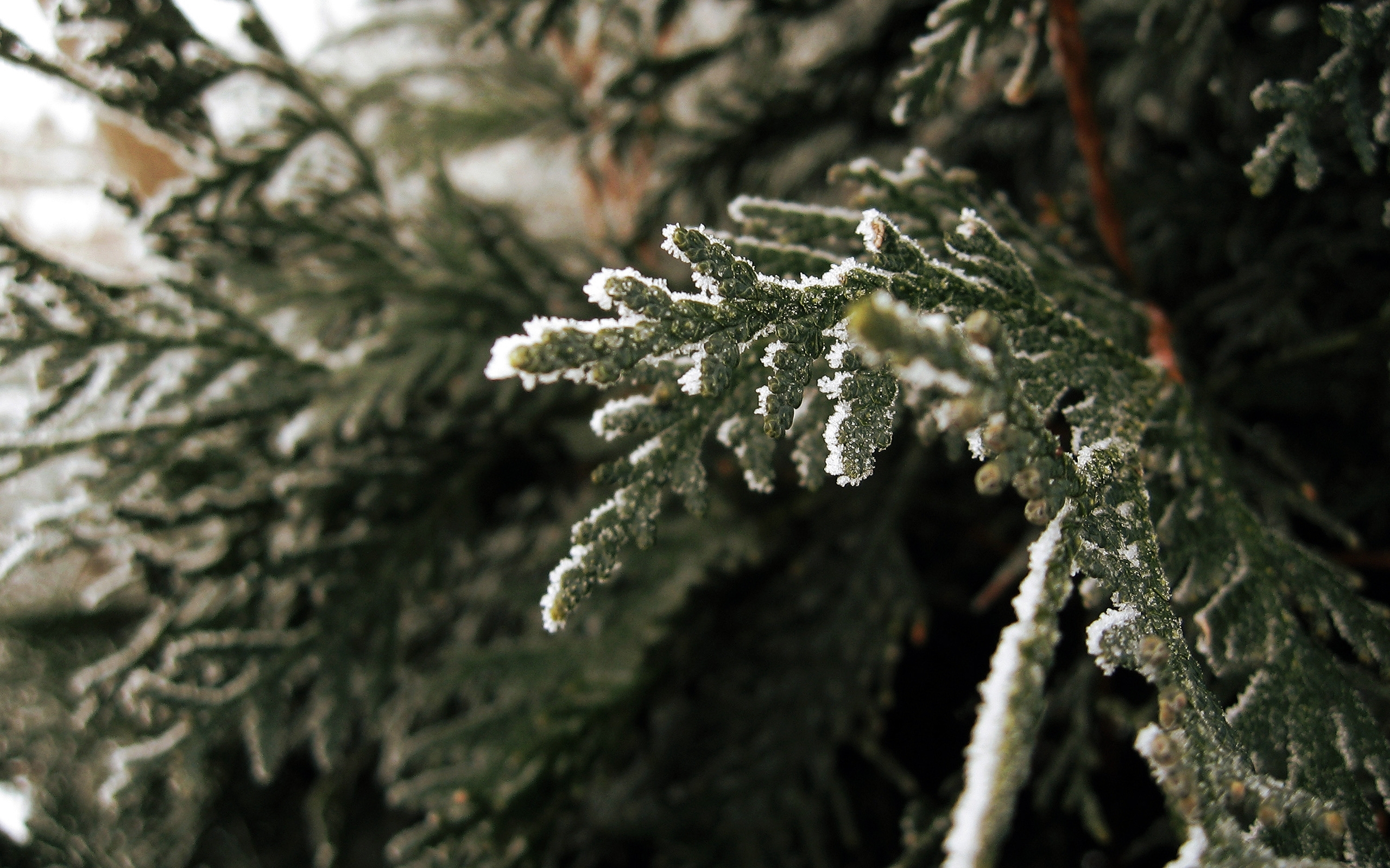 Завантажити шпалери безкоштовно Зима, Дерева, Рослини картинка на робочий стіл ПК