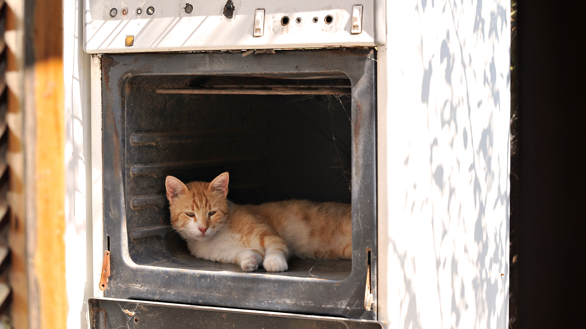 Baixe gratuitamente a imagem Animais, Gatos, Gato na área de trabalho do seu PC