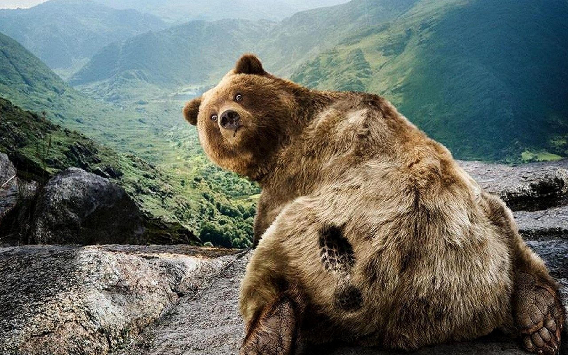 Download mobile wallpaper Animals, Bears, Funny for free.