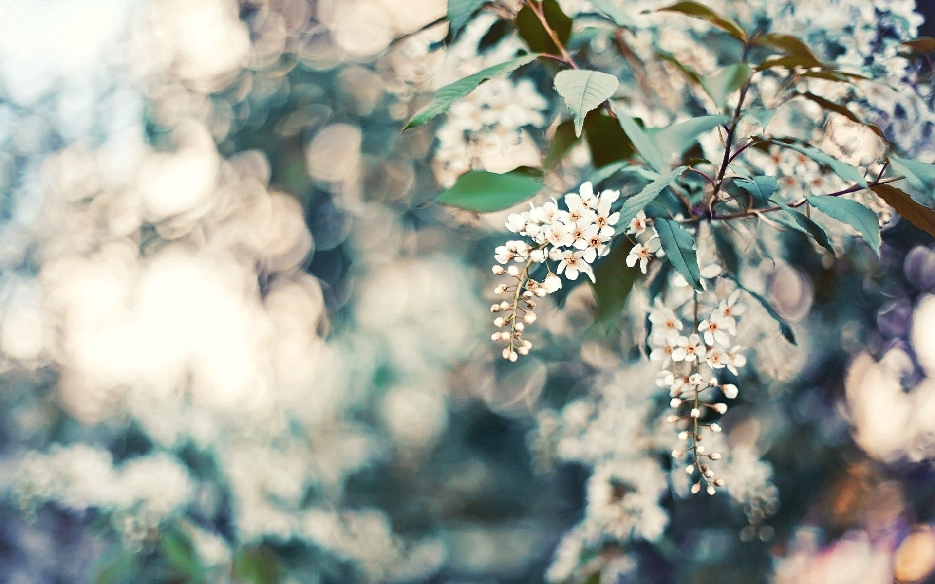 Download mobile wallpaper Glare, Wood, Tree, Macro, Flowers, Leaves, Cherry for free.
