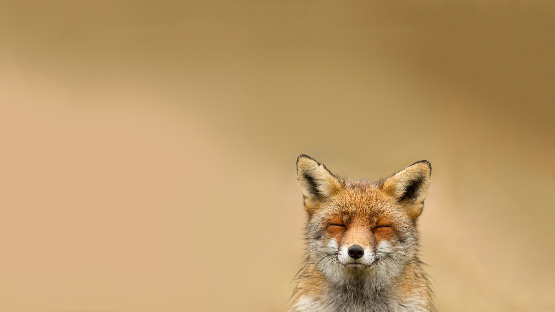 fox, animals, yellow Smartphone Background