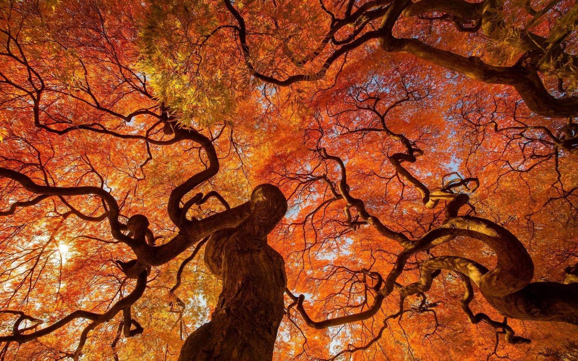 Скачать картинку Дерево, Земля, Дуб, Падать, Земля/природа, Оранжевый Цвет) в телефон бесплатно.