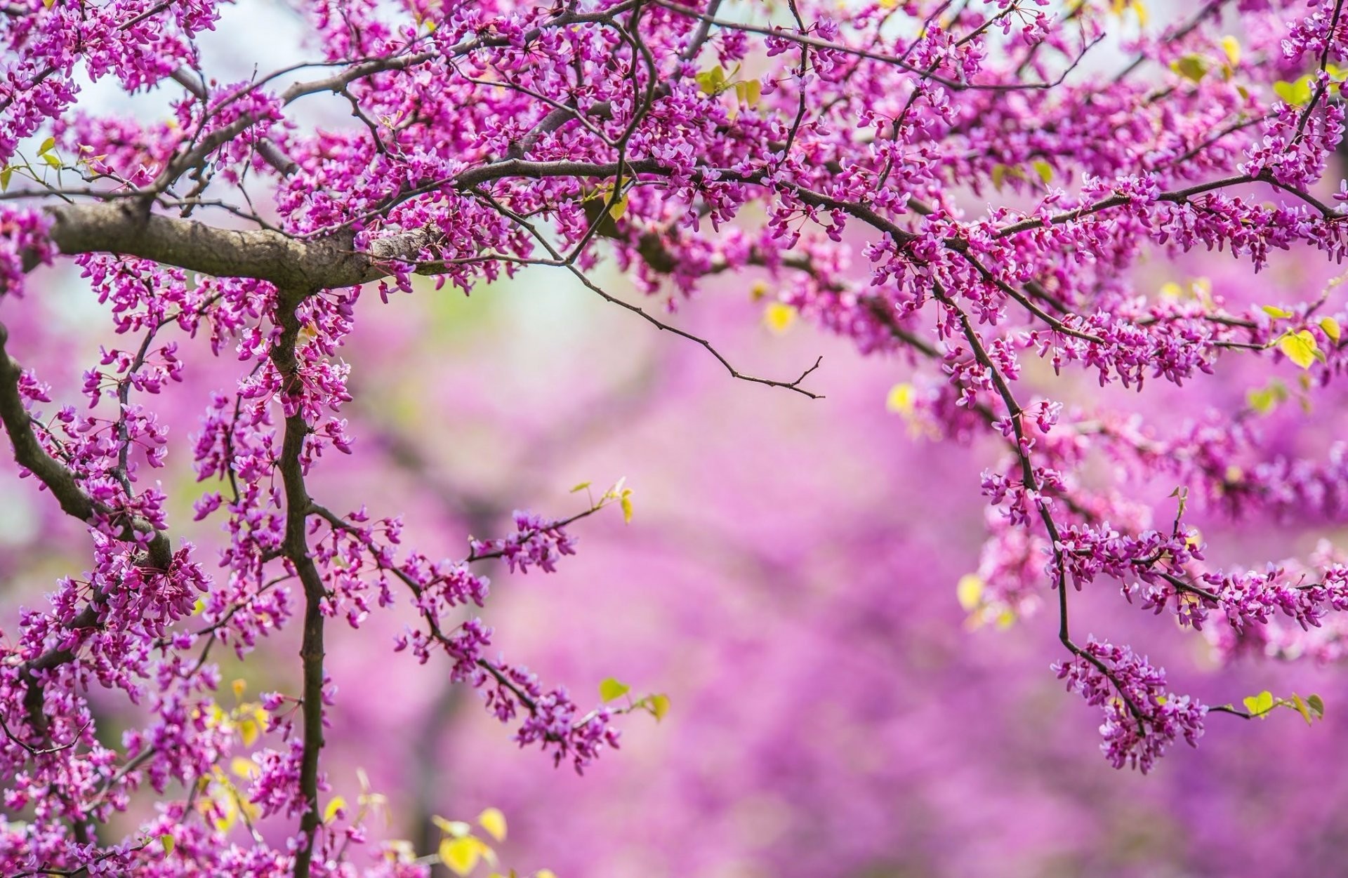 Download mobile wallpaper Flowers, Tree, Branch, Earth, Blossom, Purple Flower for free.