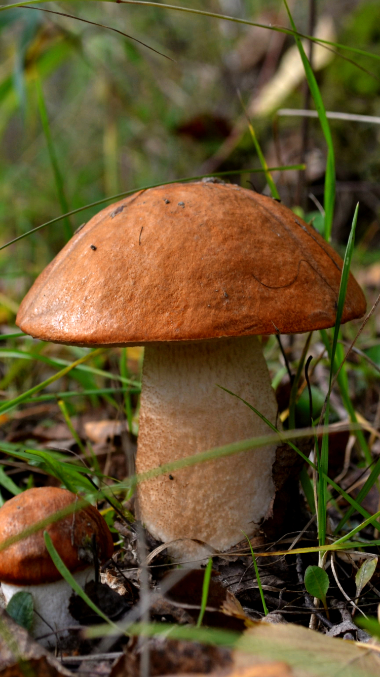 Téléchargez des papiers peints mobile Champignon, Terre/nature gratuitement.